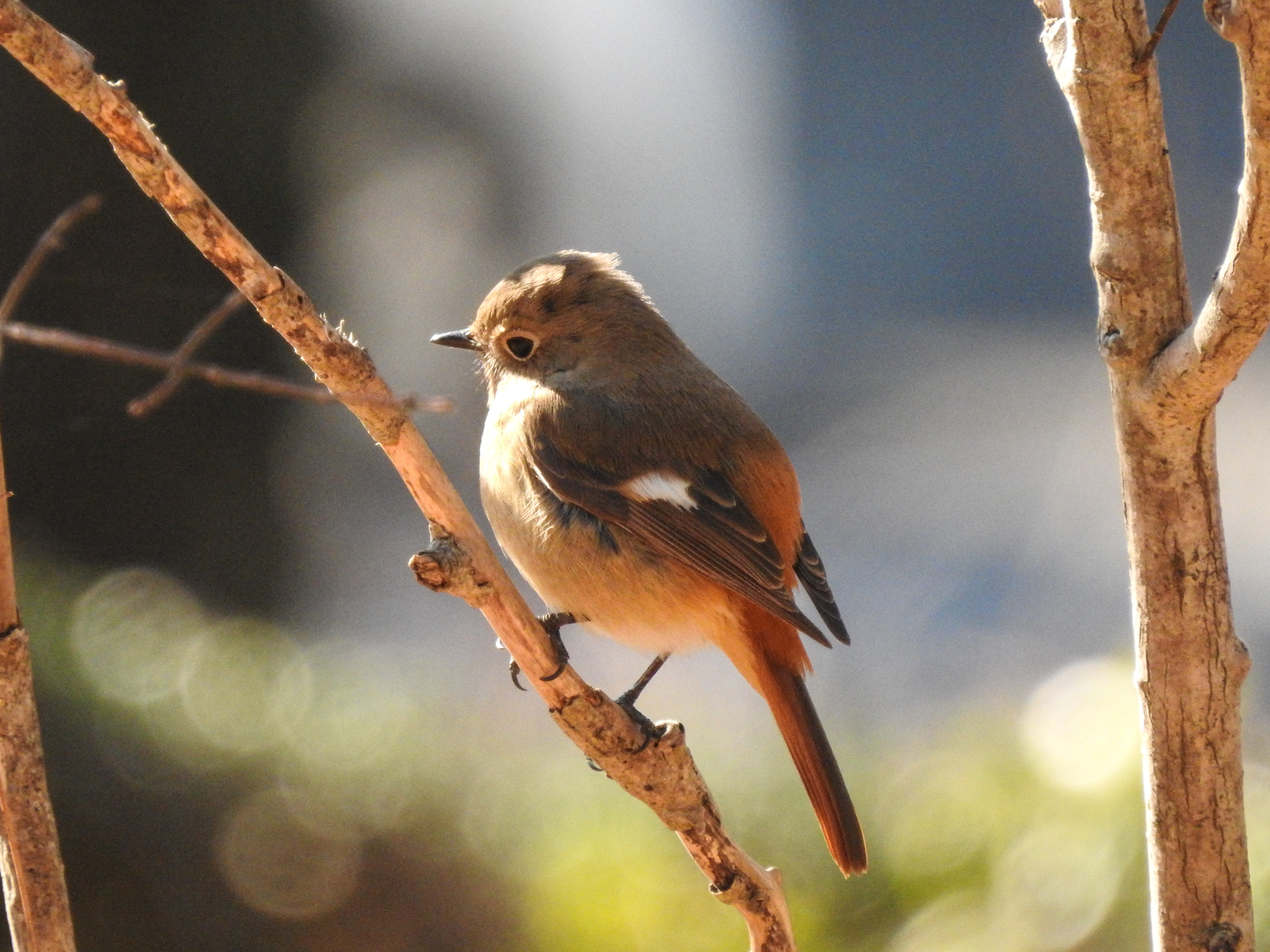 f:id:qayap:20190113150054j:plain f:id:qayap:20190113150054j:plain