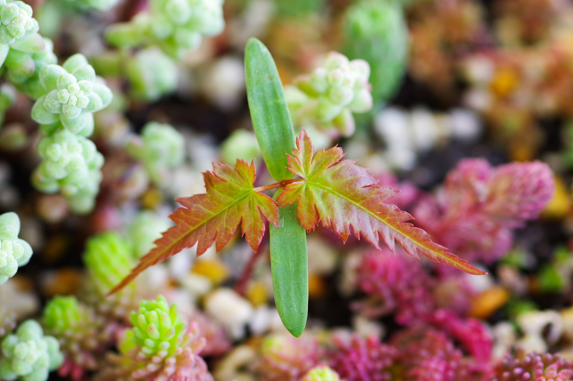 f:id:qayap:20190406162723j:plain