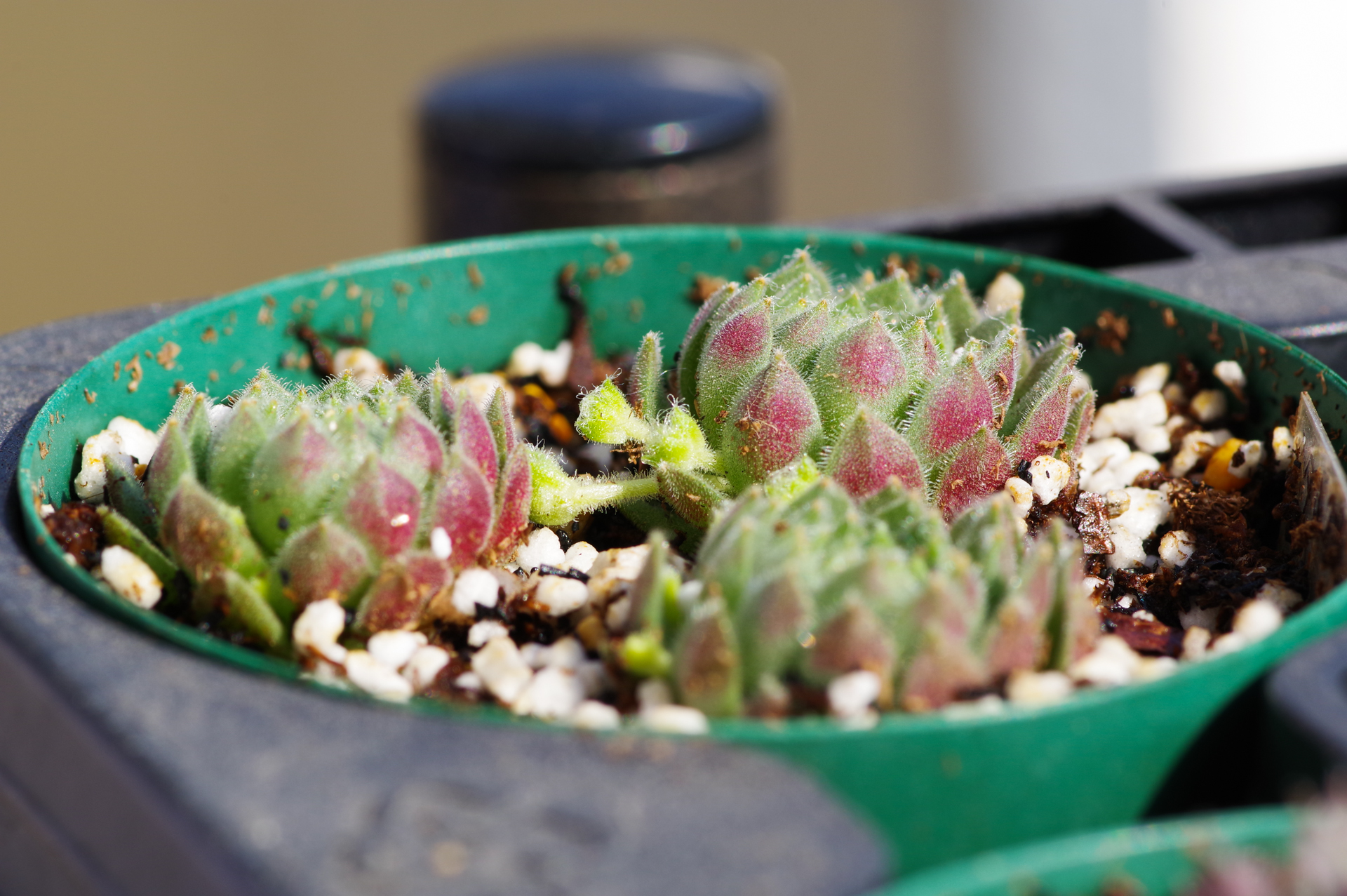 f:id:qayap:20190406163024j:plain