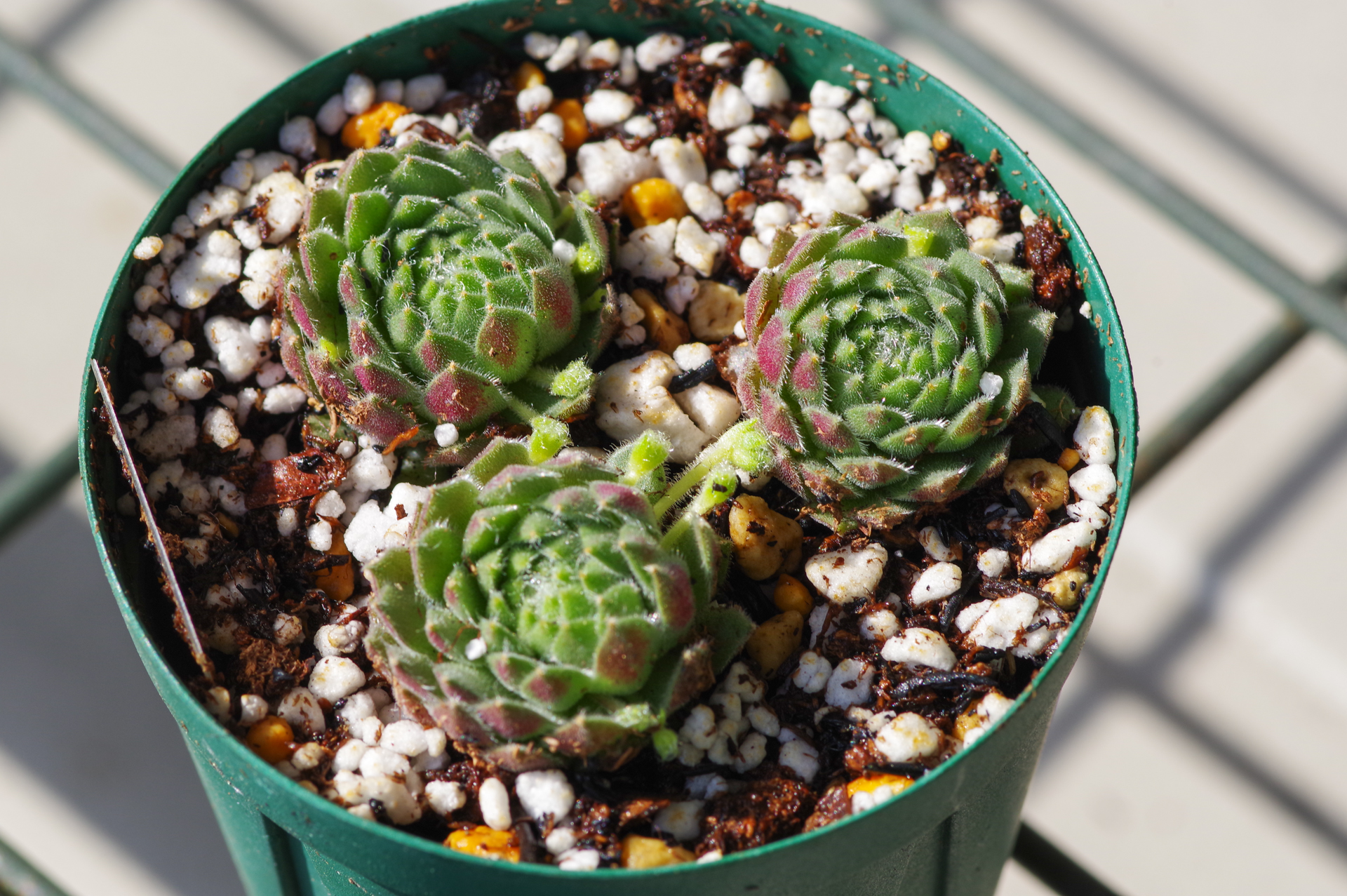 f:id:qayap:20190406163041j:plain