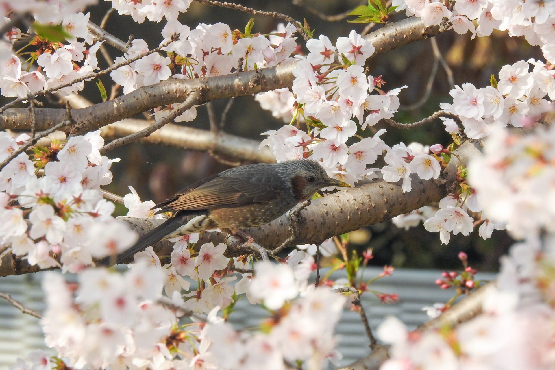 f:id:qayap:20190407150009j:plain