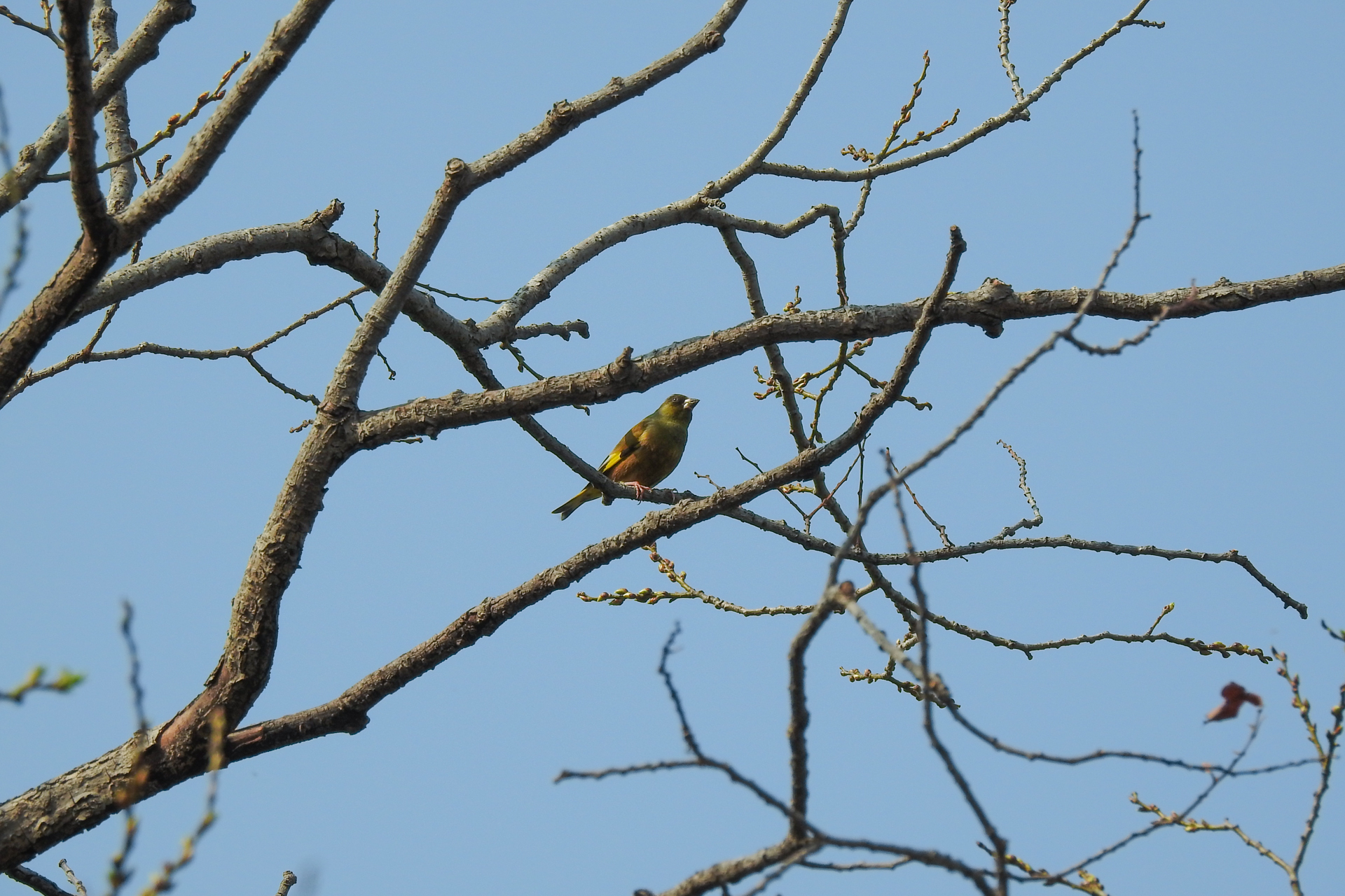 f:id:qayap:20190407150048j:plain