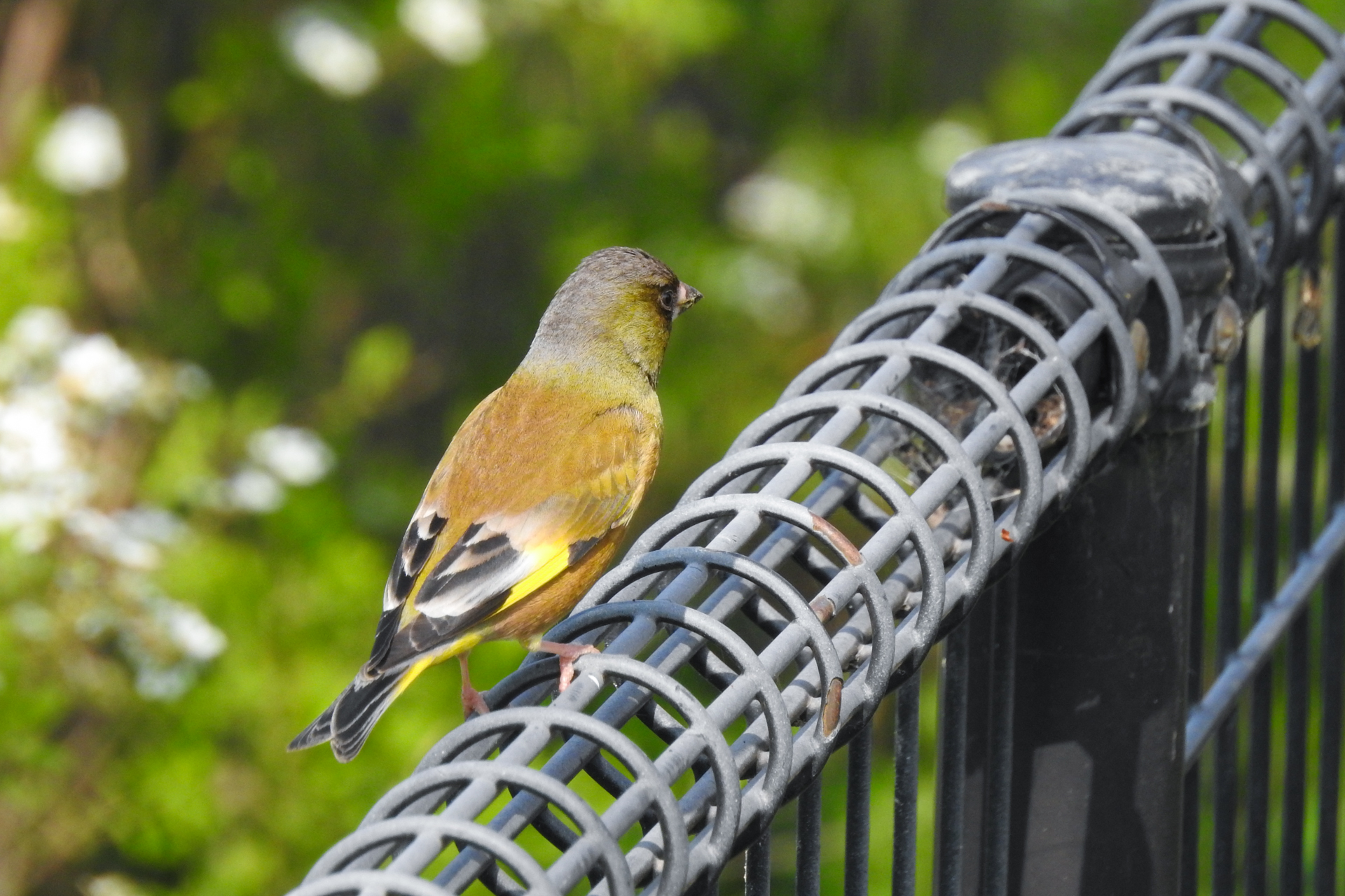 f:id:qayap:20190407150105j:plain