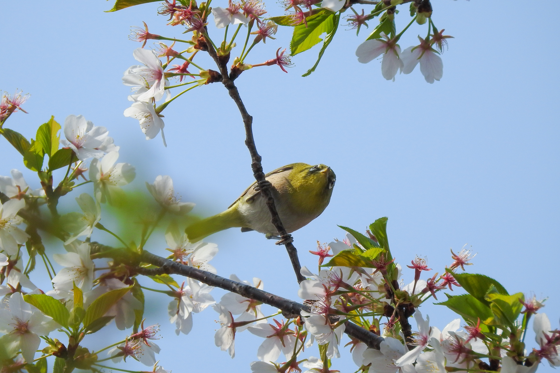 f:id:qayap:20190407150211j:plain