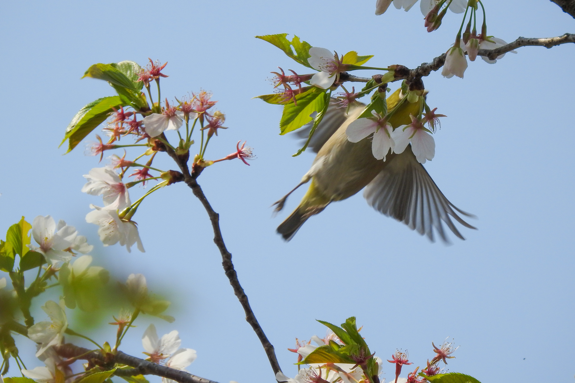 f:id:qayap:20190407150234j:plain