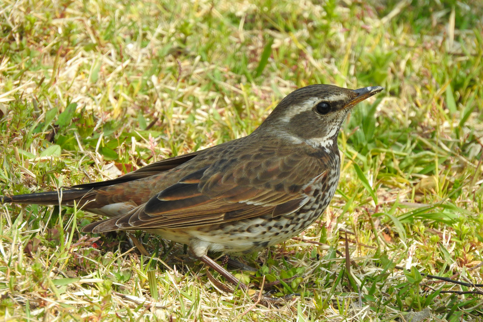 f:id:qayap:20190407150312j:plain