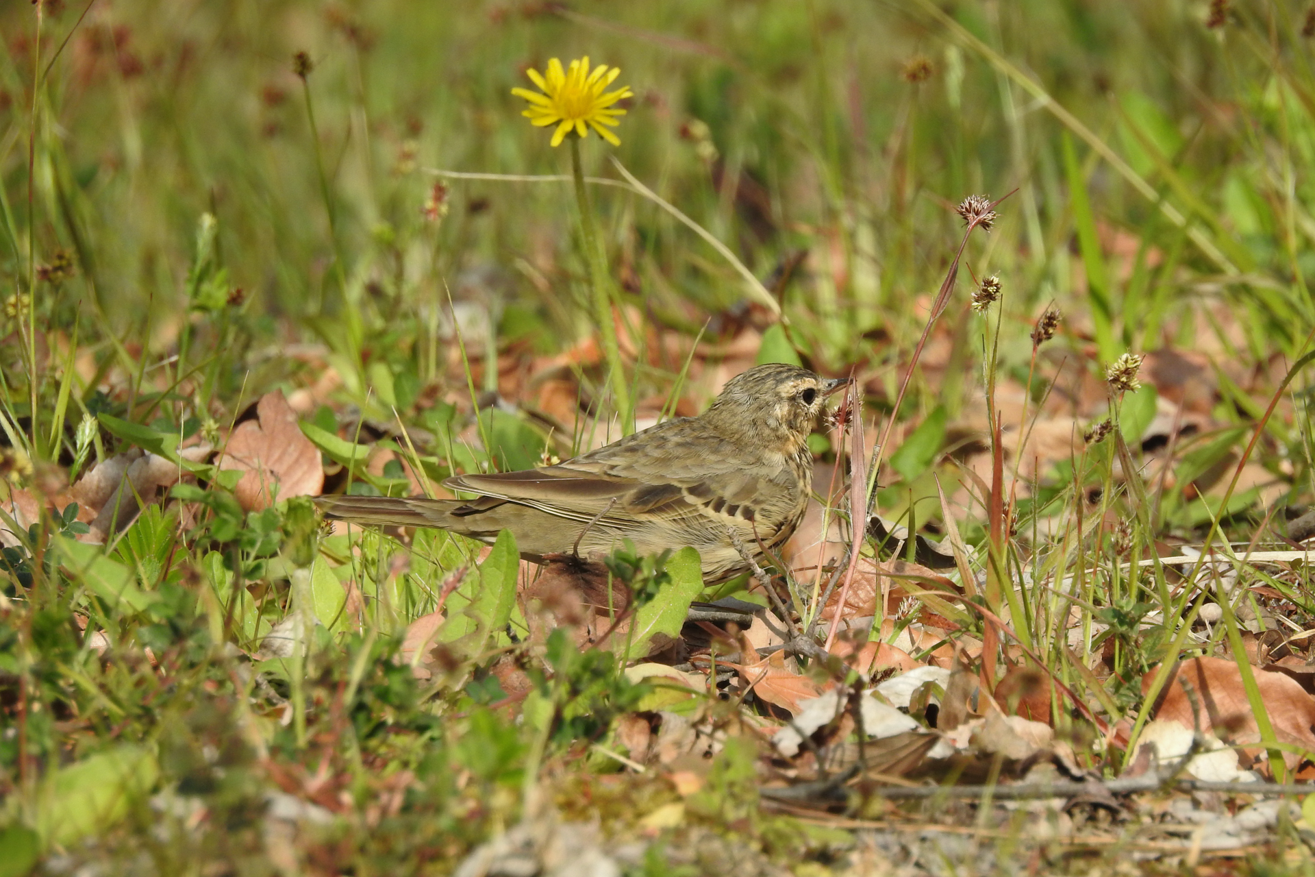 f:id:qayap:20190407150343j:plain