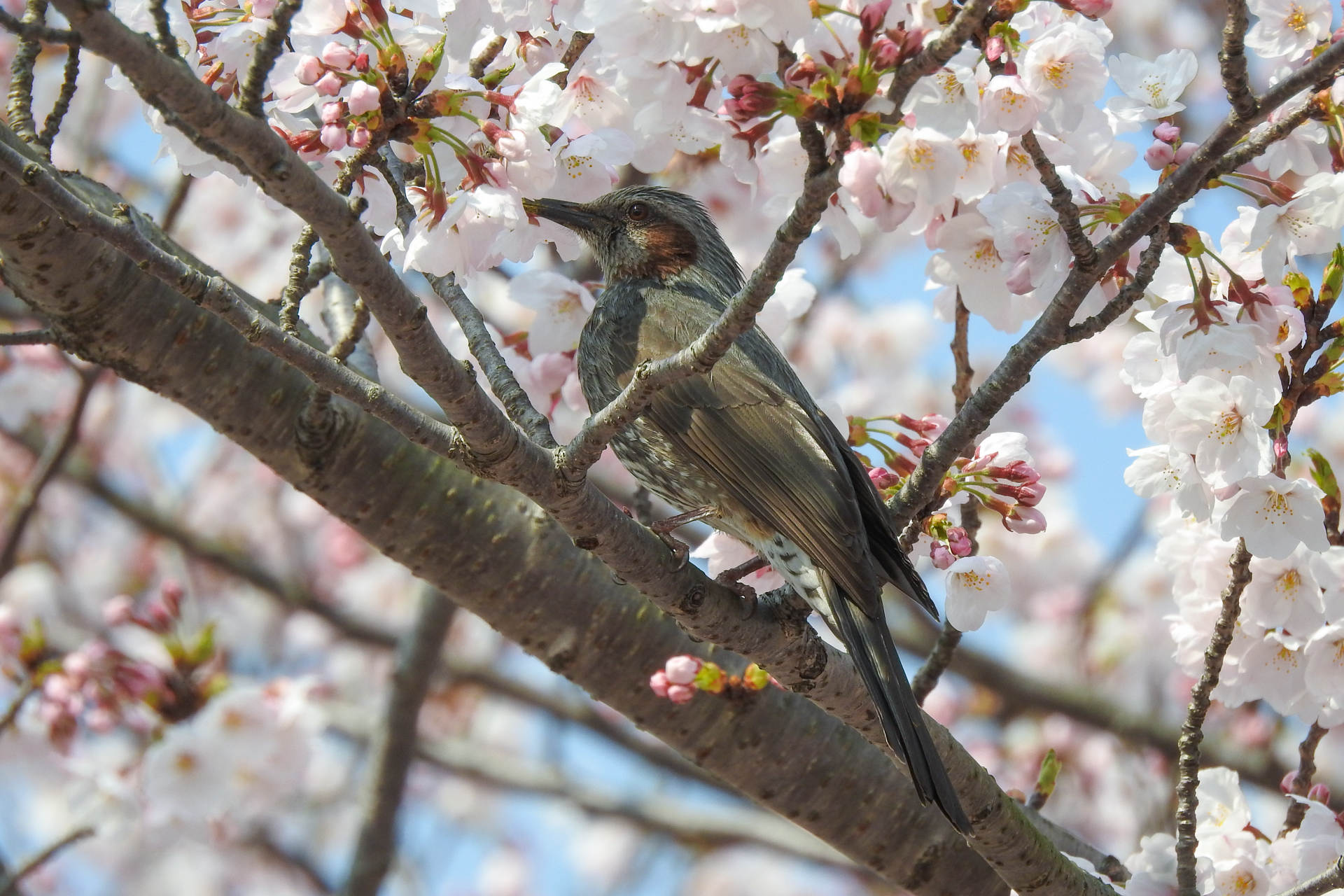 f:id:qayap:20190407155517j:plain