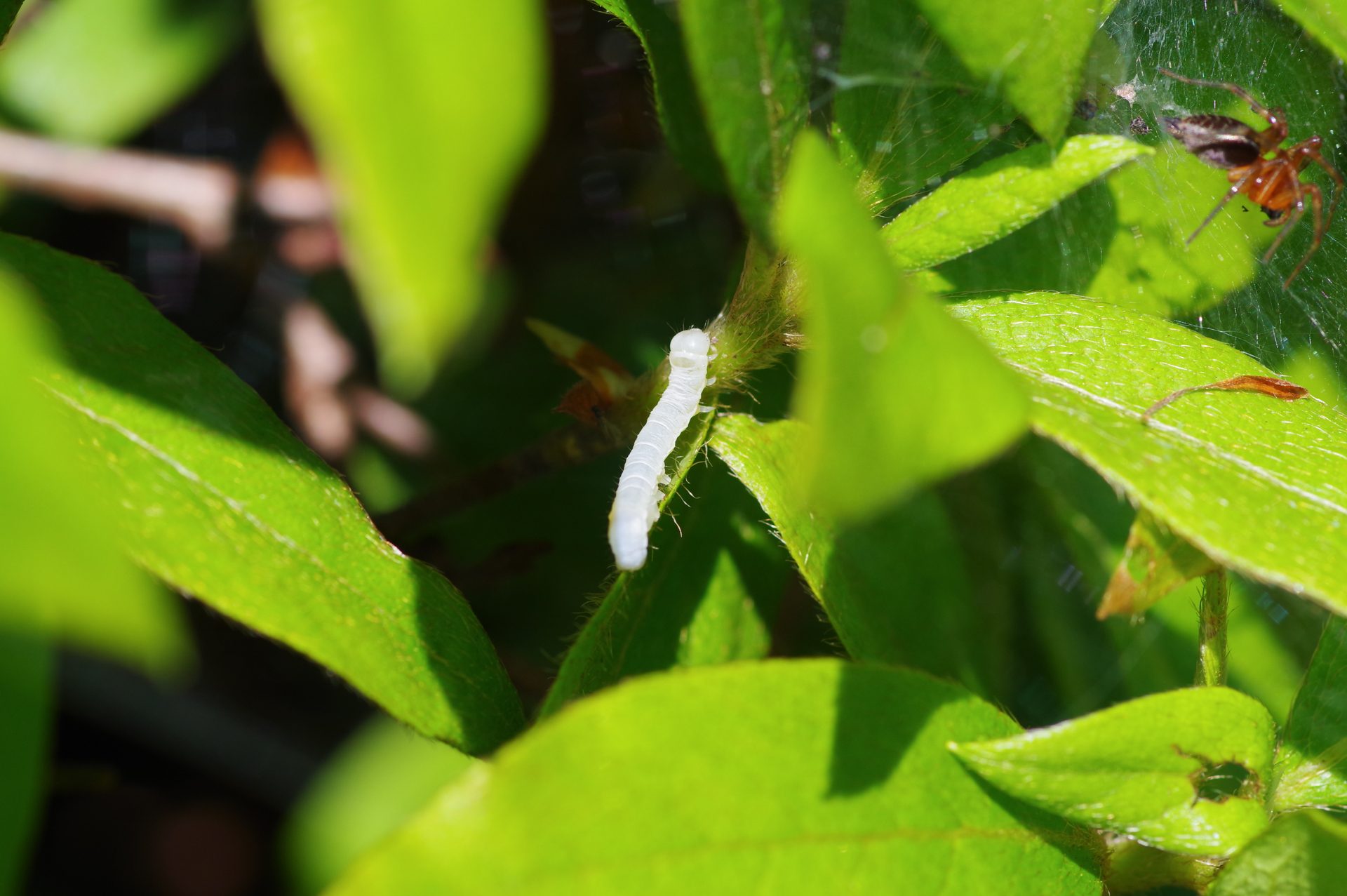 f:id:qayap:20190502155331j:plain f:id:qayap:20190502155331j:plain