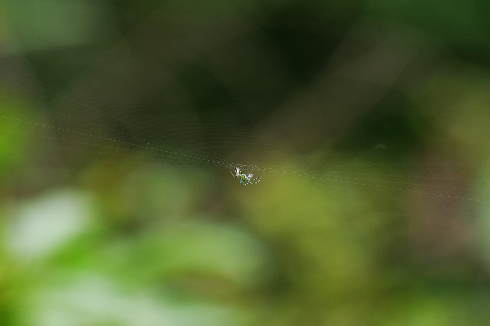 小さい蜘蛛たち Aya S Photolog