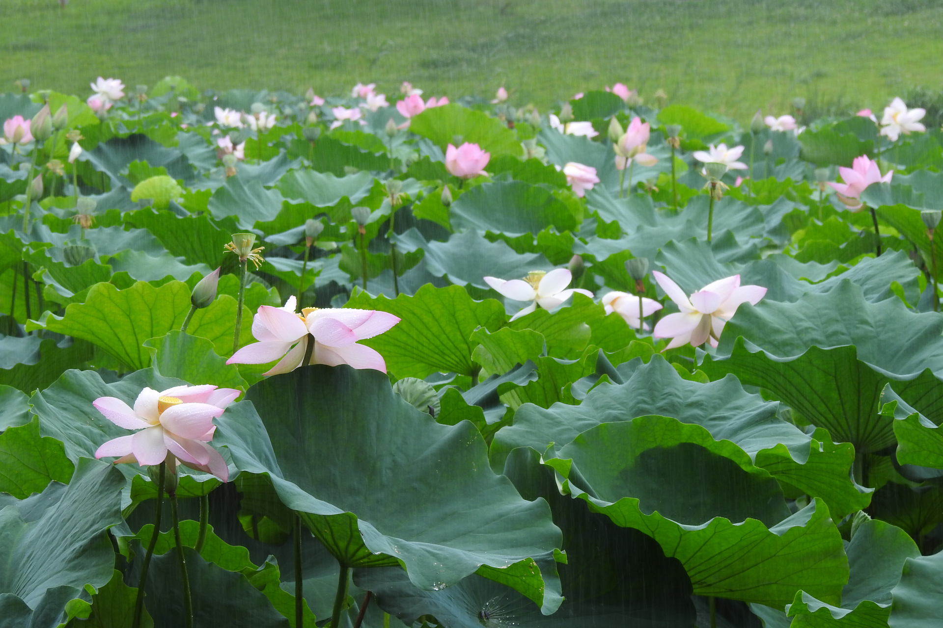 f:id:qayap:20190804134948j:plain