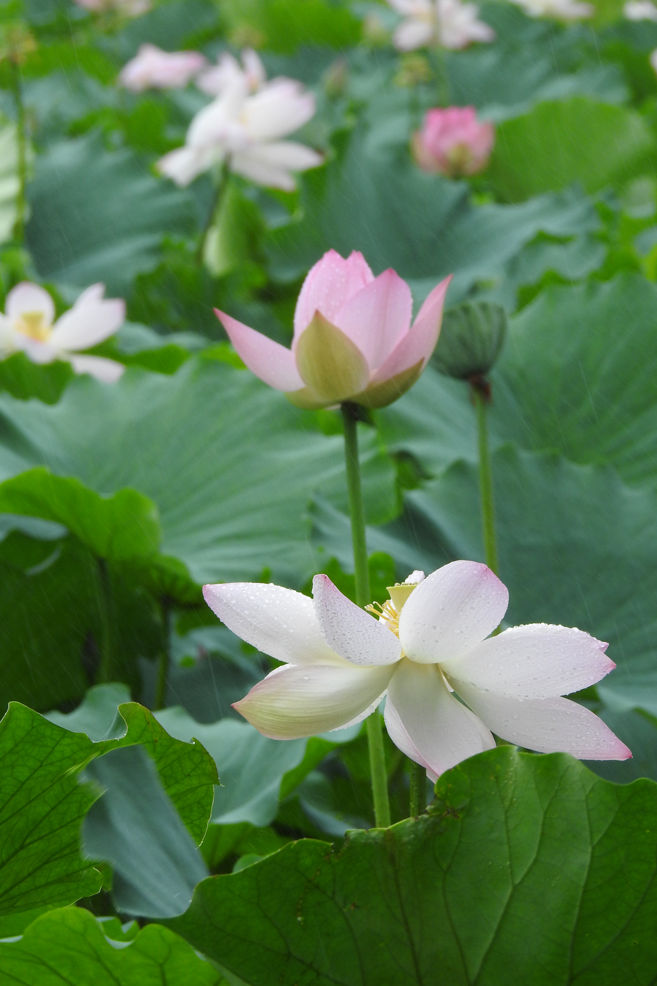 f:id:qayap:20190804135126j:plain