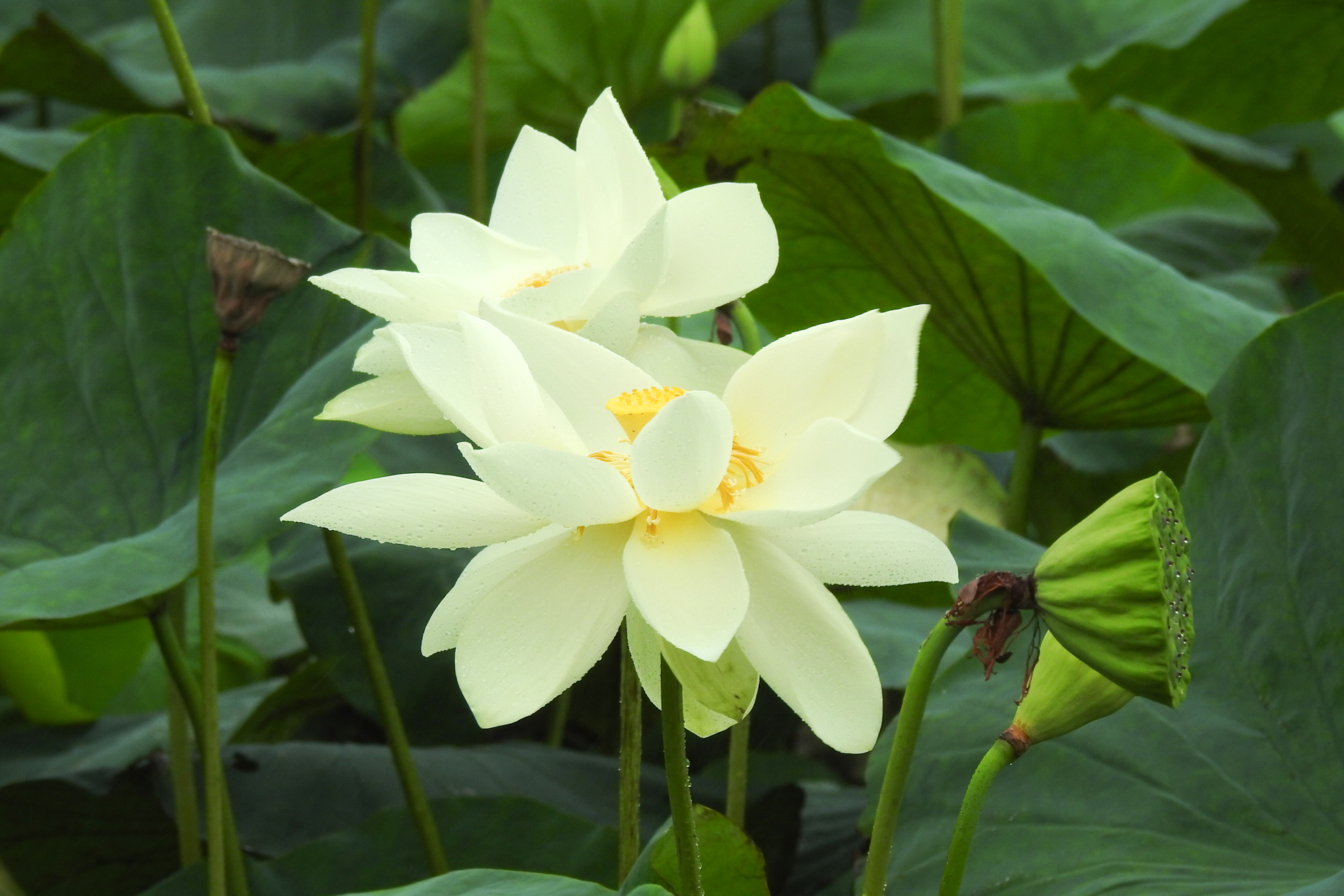 f:id:qayap:20190804135331j:plain