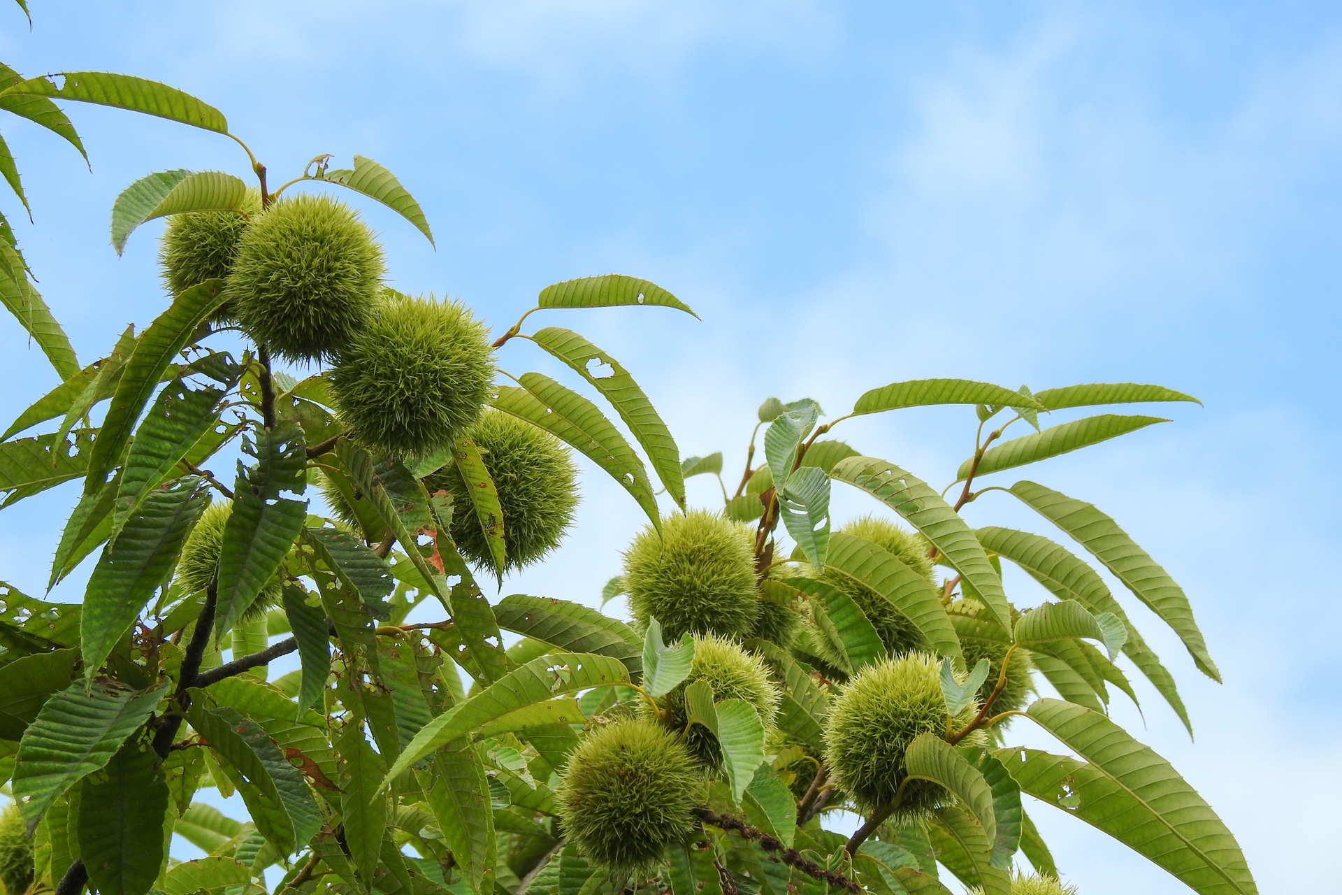 f:id:qayap:20190804142443j:plain