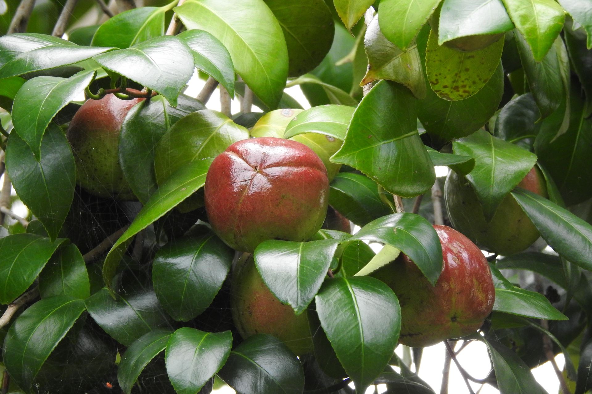 f:id:qayap:20190804142503j:plain