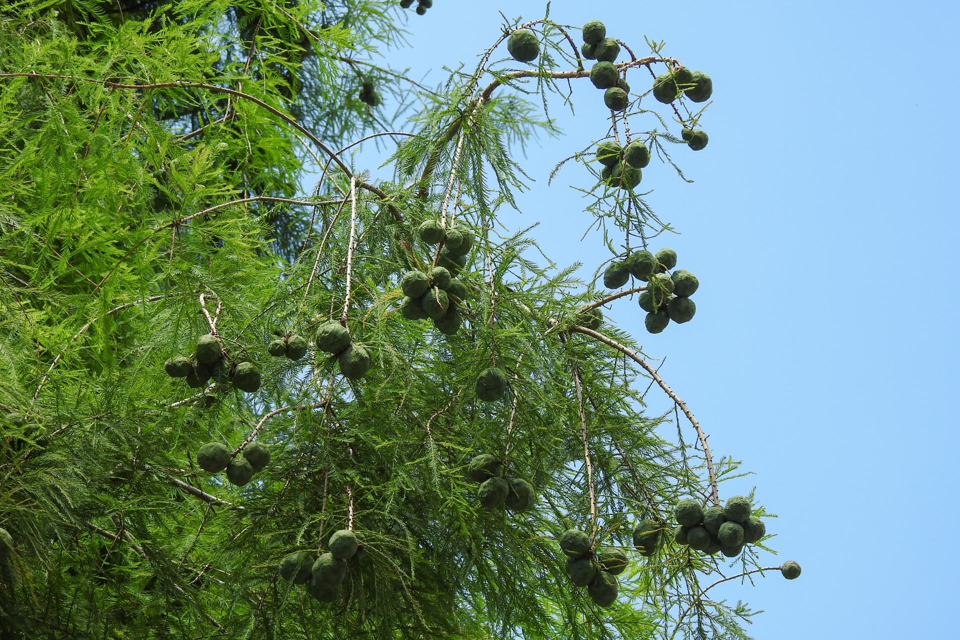 f:id:qayap:20190804143918j:plain