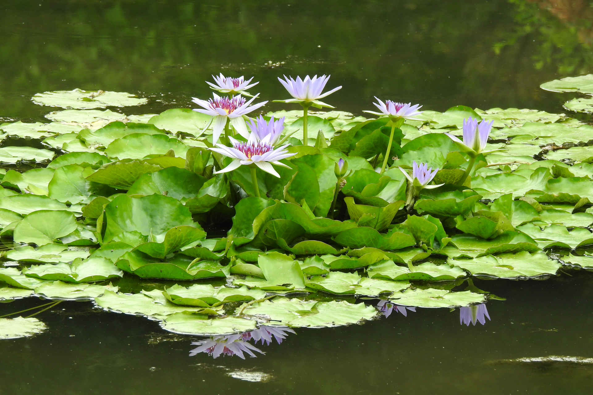 f:id:qayap:20190804144002j:plain