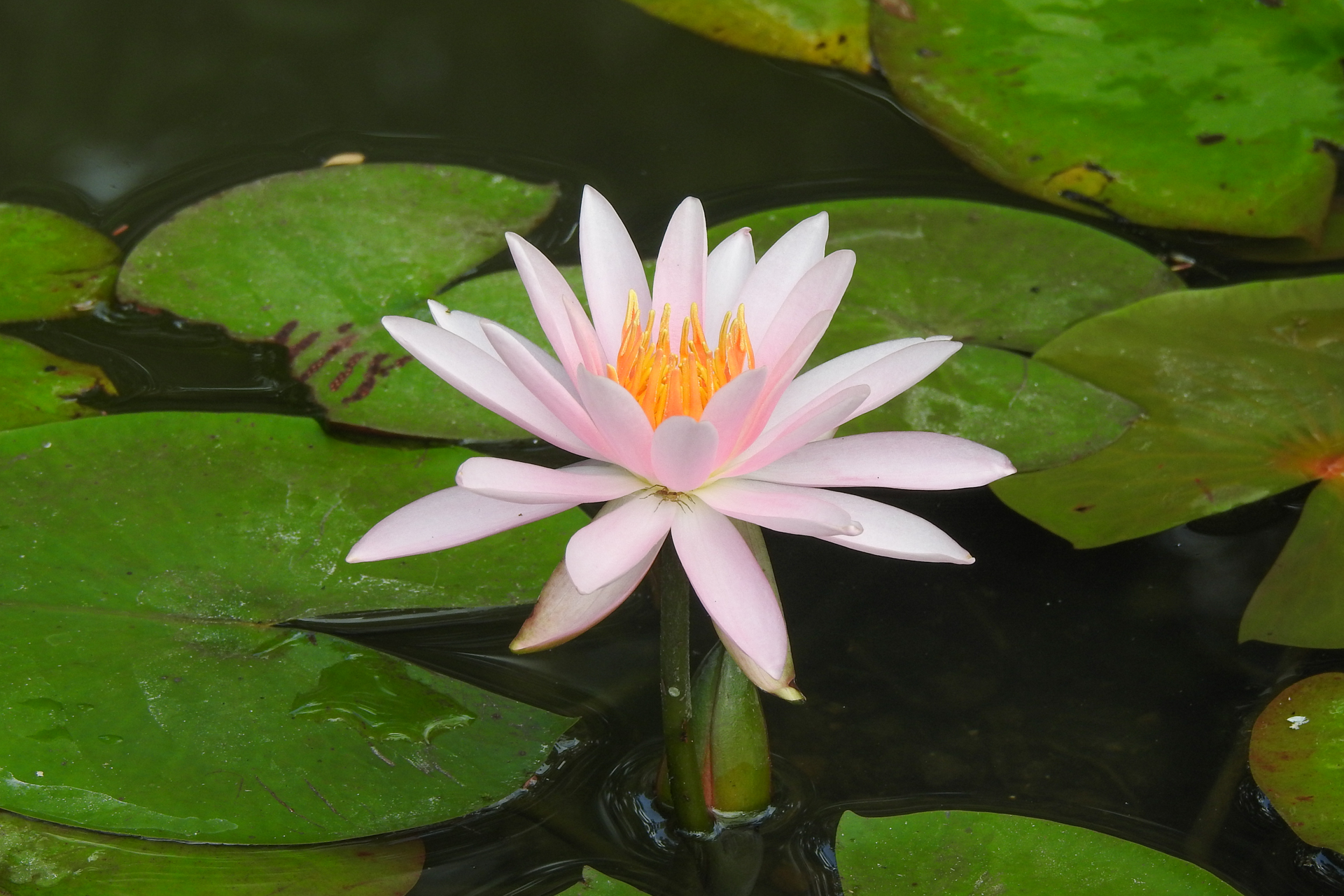 f:id:qayap:20190804144023j:plain