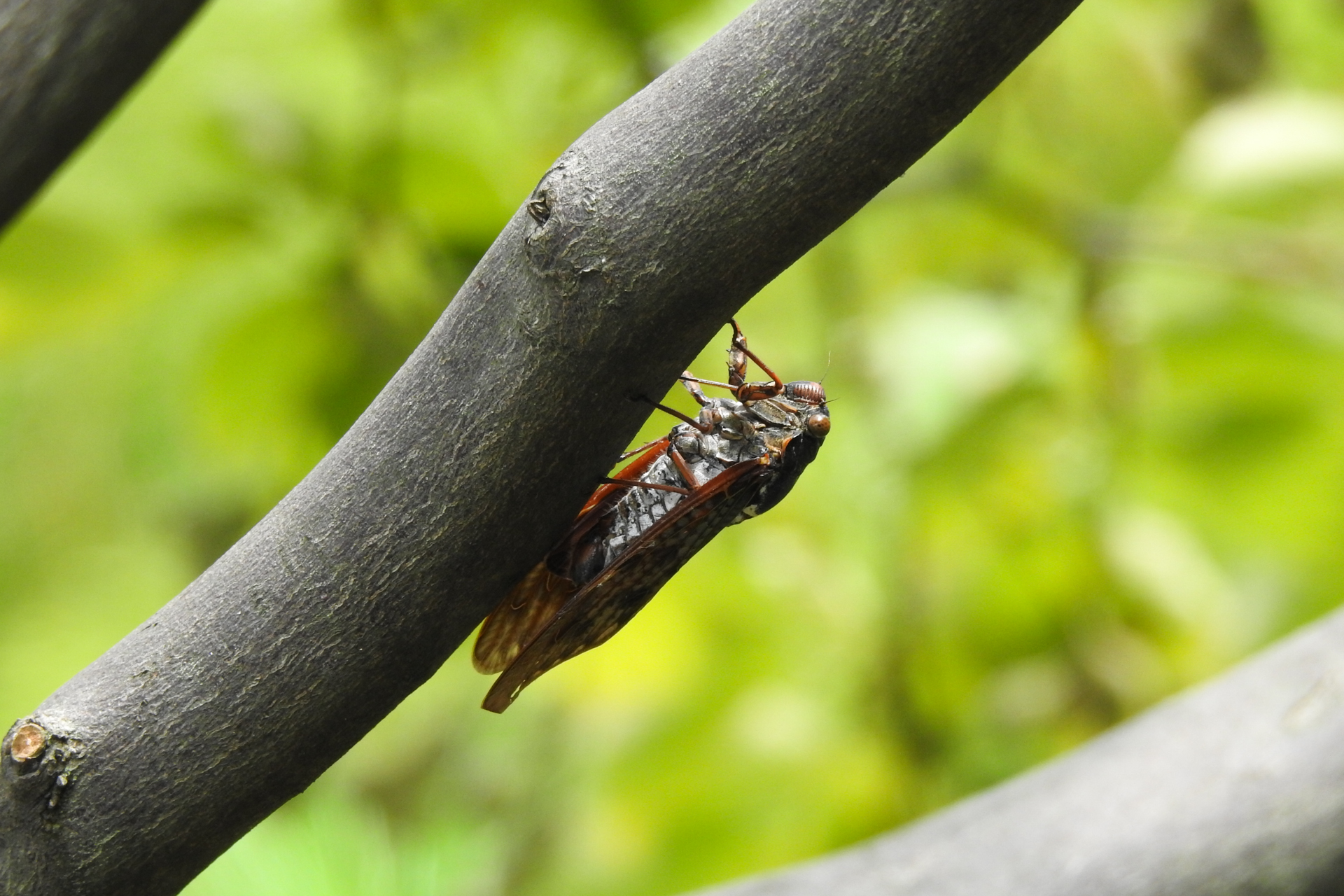 f:id:qayap:20190804144110j:plain