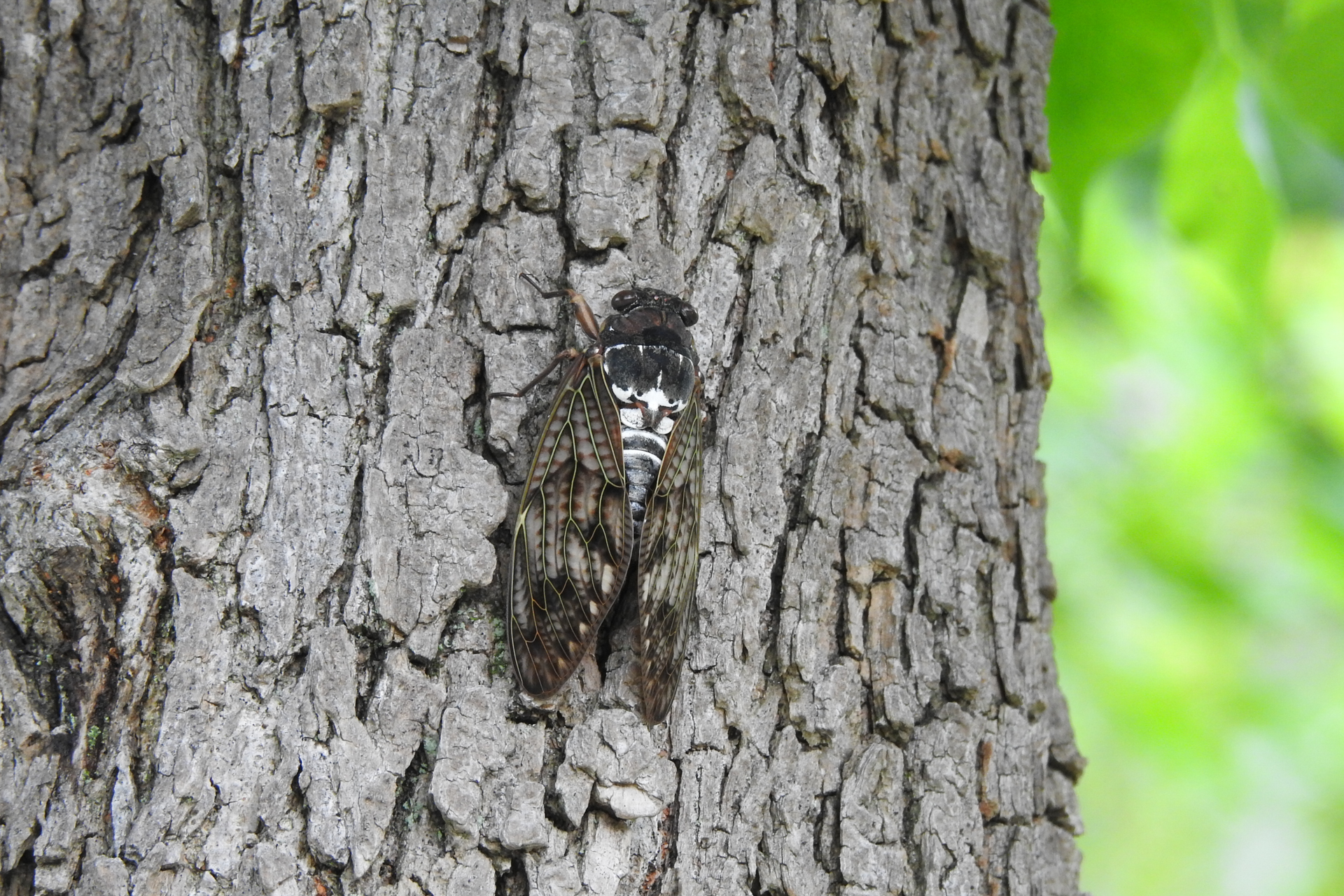 f:id:qayap:20190804144128j:plain