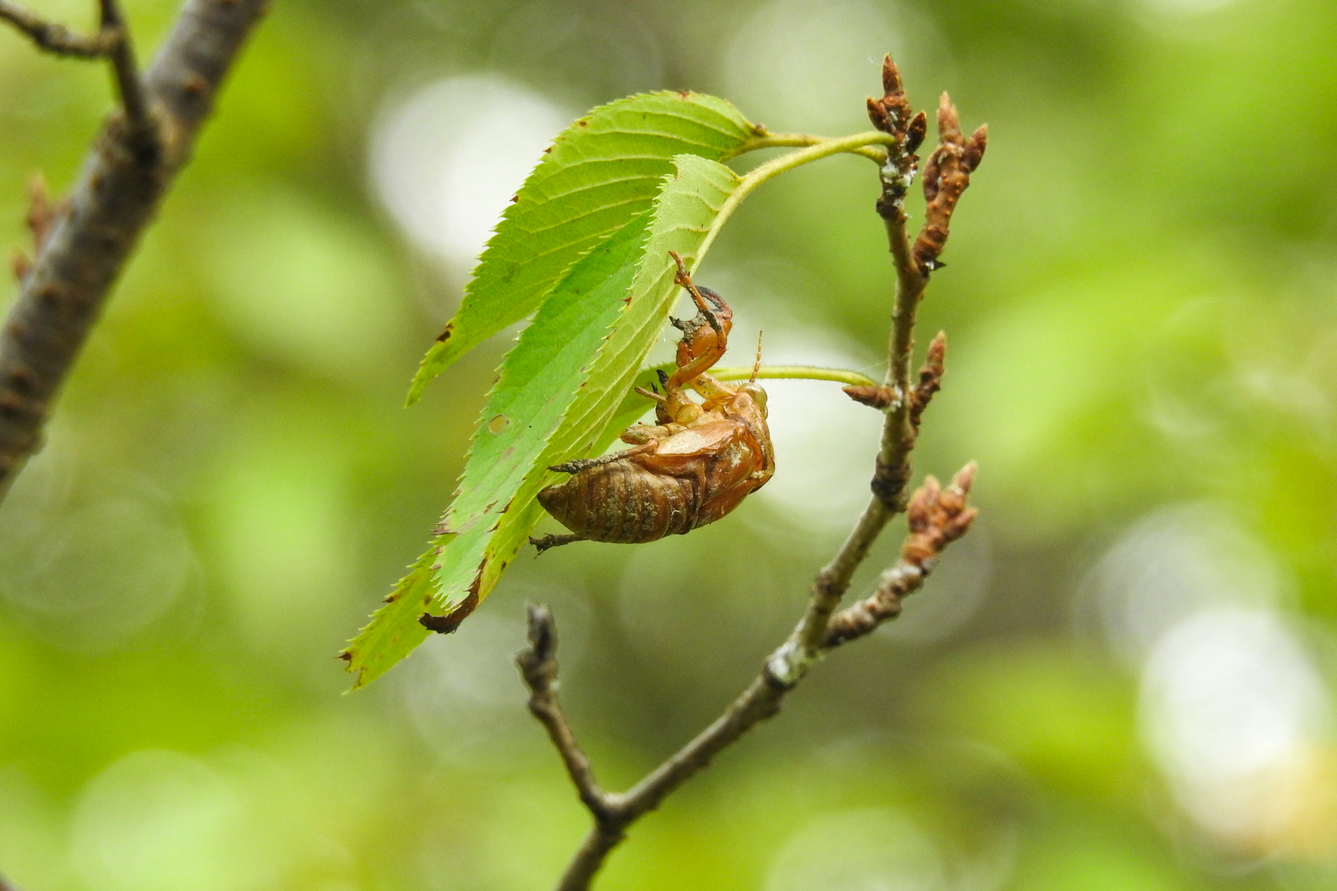 f:id:qayap:20190804144257j:plain