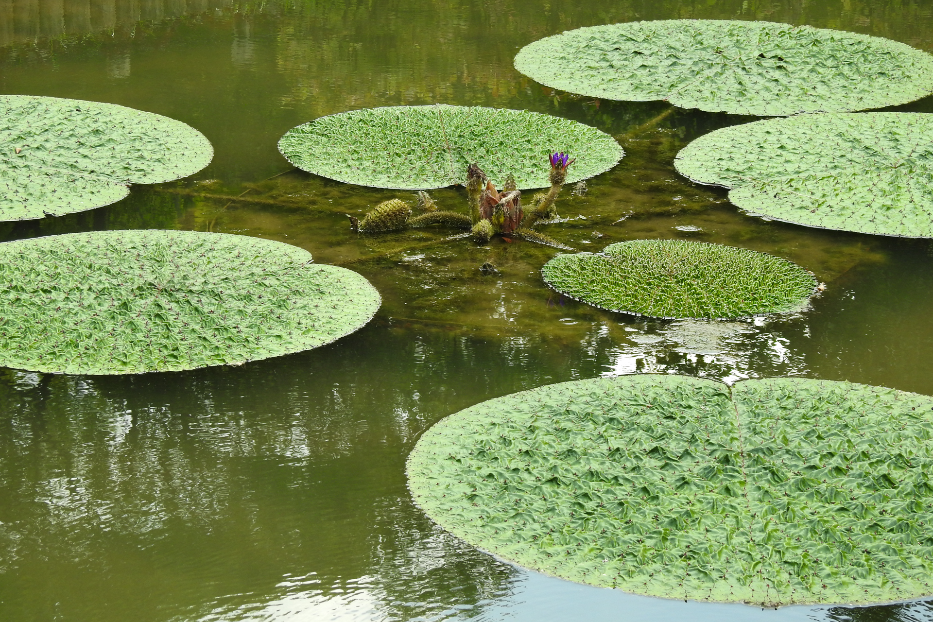 f:id:qayap:20190804144741j:plain