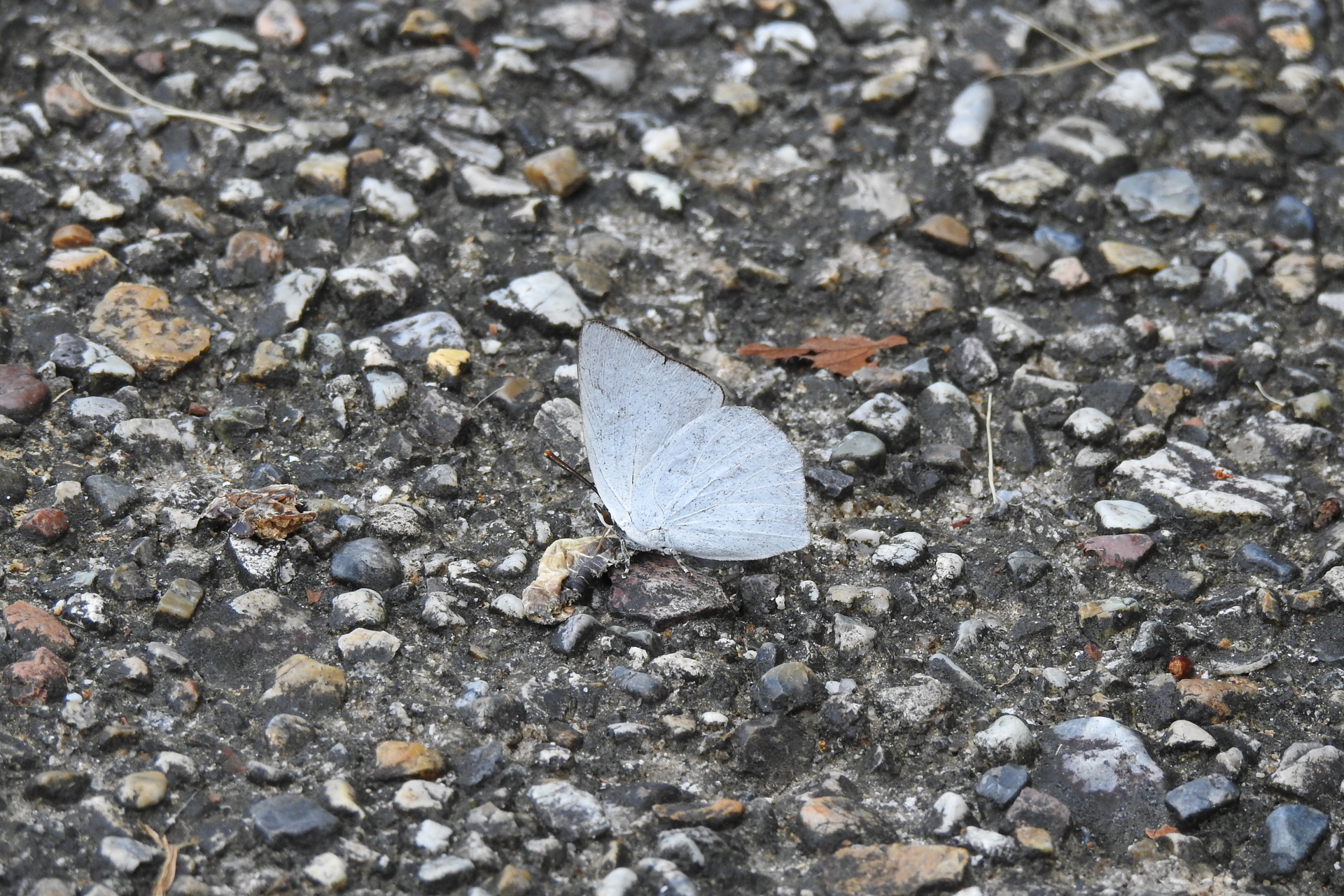 f:id:qayap:20190804144832j:plain