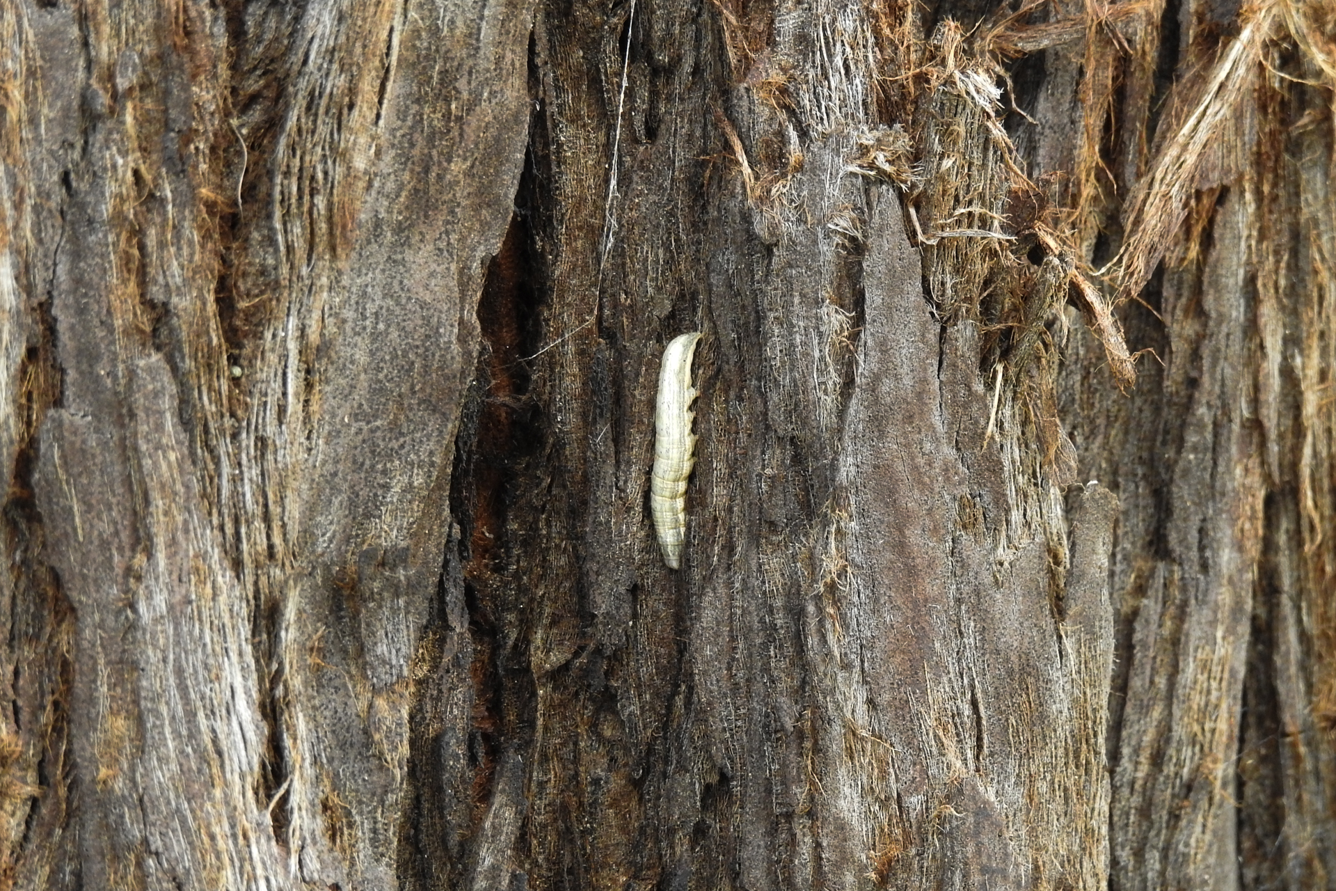 f:id:qayap:20190804150313j:plain