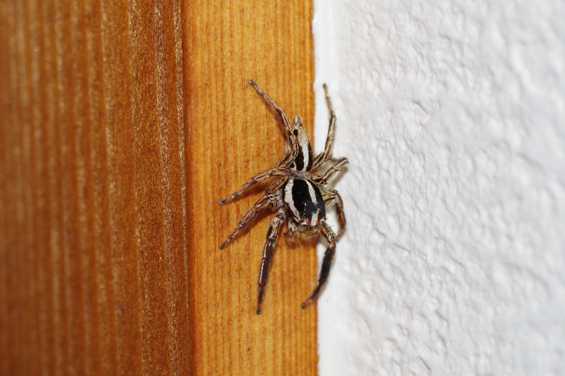 f:id:qayap:20191110140714j:plain