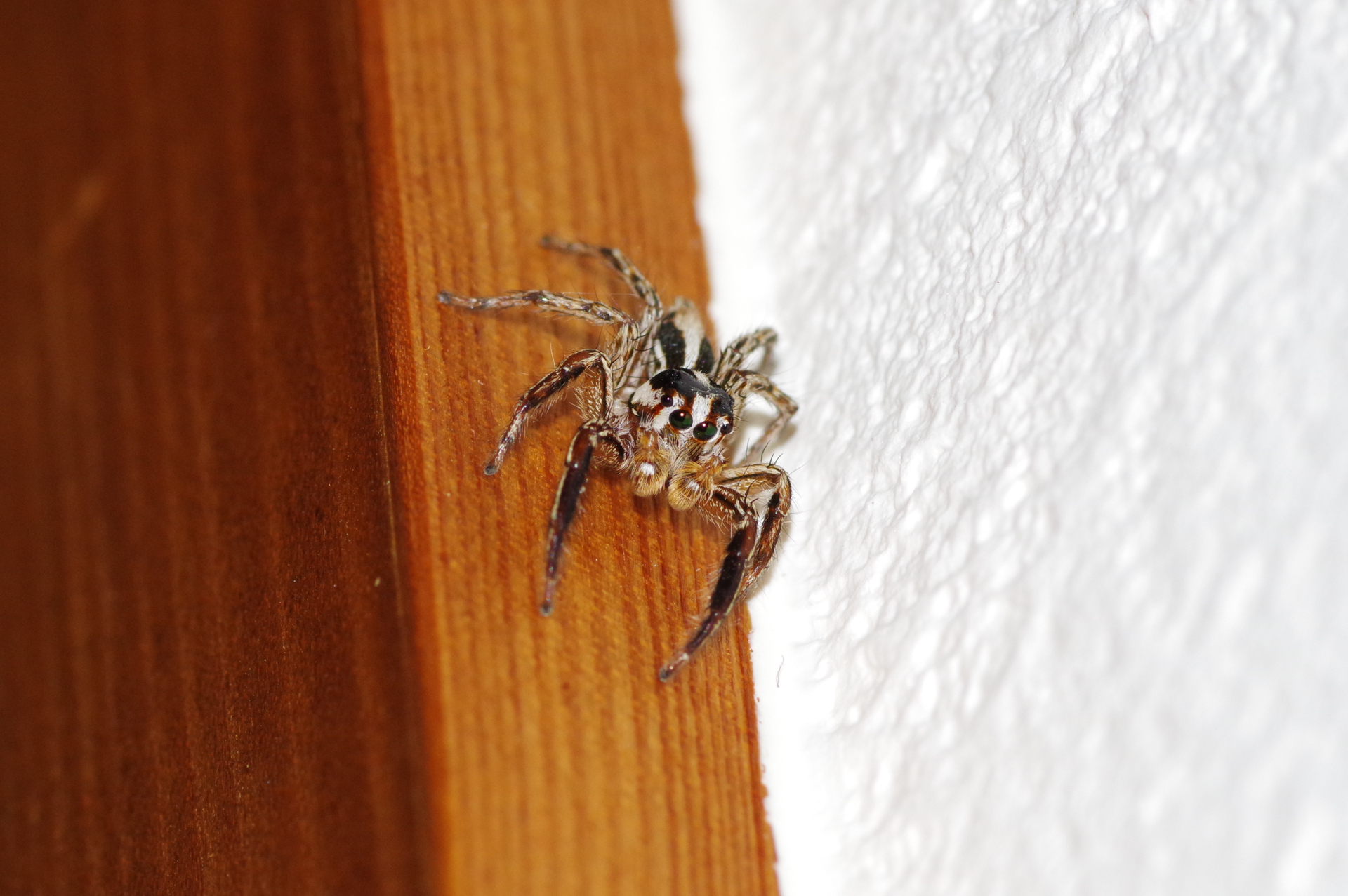 f:id:qayap:20191110140727j:plain