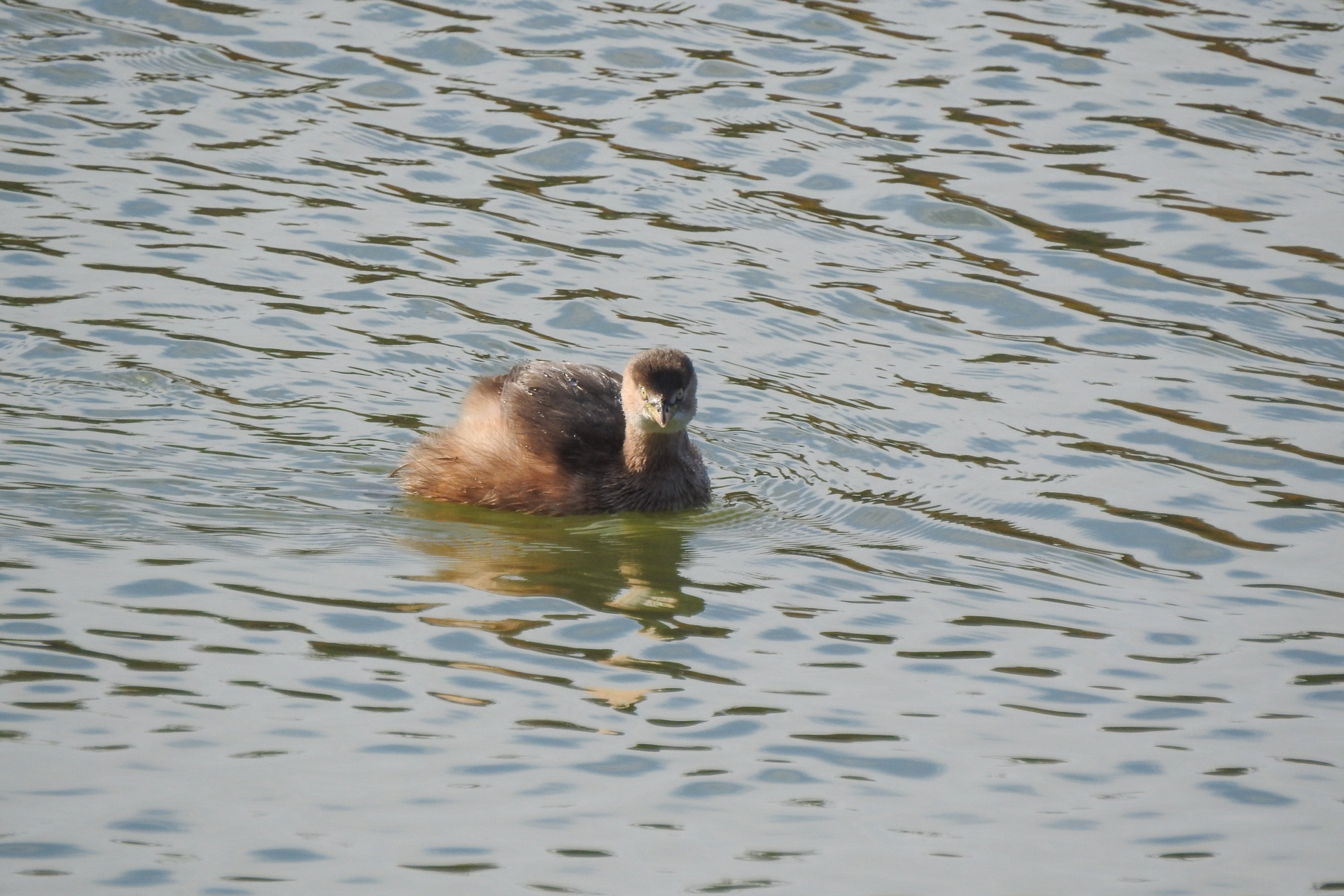 f:id:qayap:20191215223045j:plain