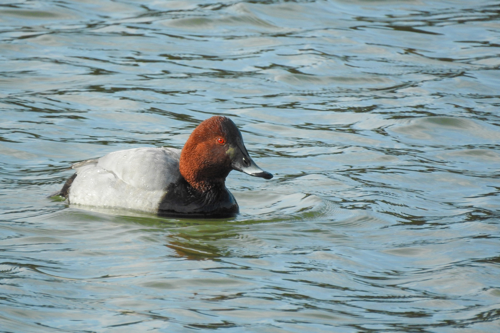 f:id:qayap:20191215223259j:plain