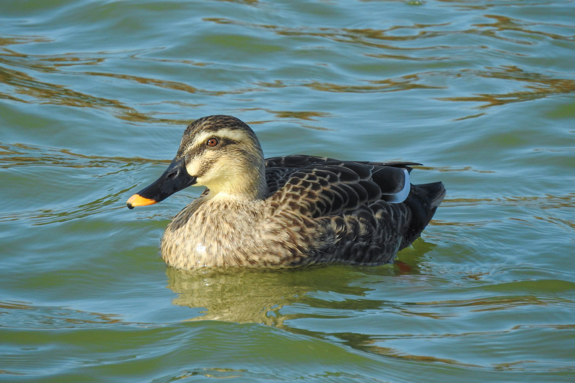 f:id:qayap:20191215223350j:plain