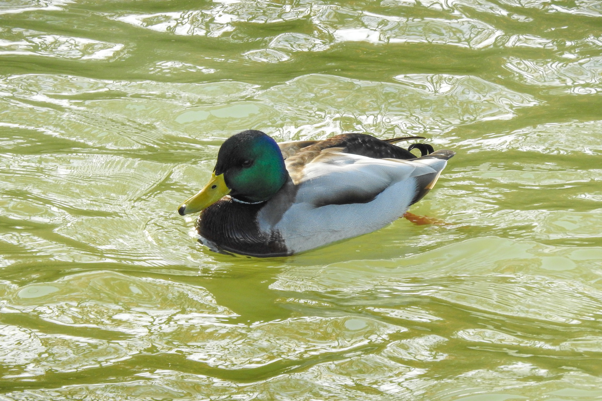 f:id:qayap:20191215223450j:plain