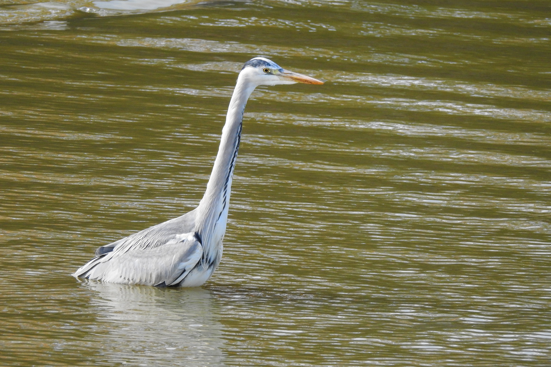 f:id:qayap:20191215223547j:plain