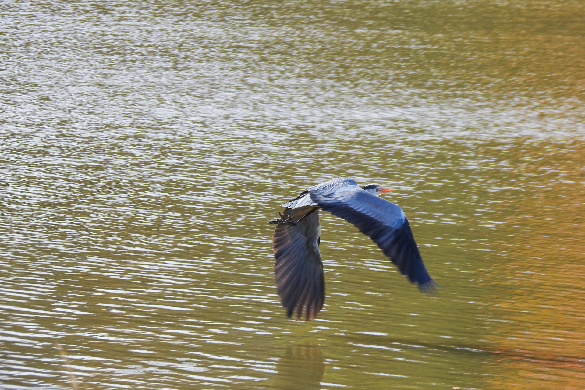 f:id:qayap:20191215223625j:plain