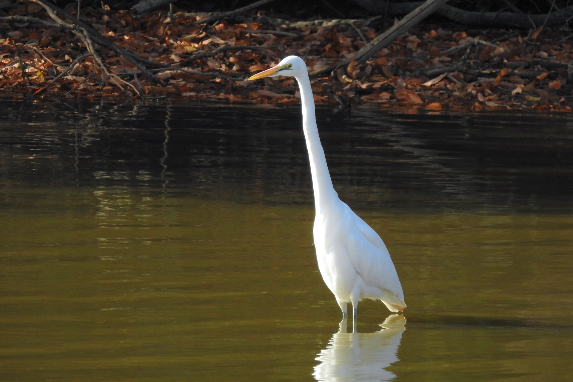 f:id:qayap:20191215223820j:plain