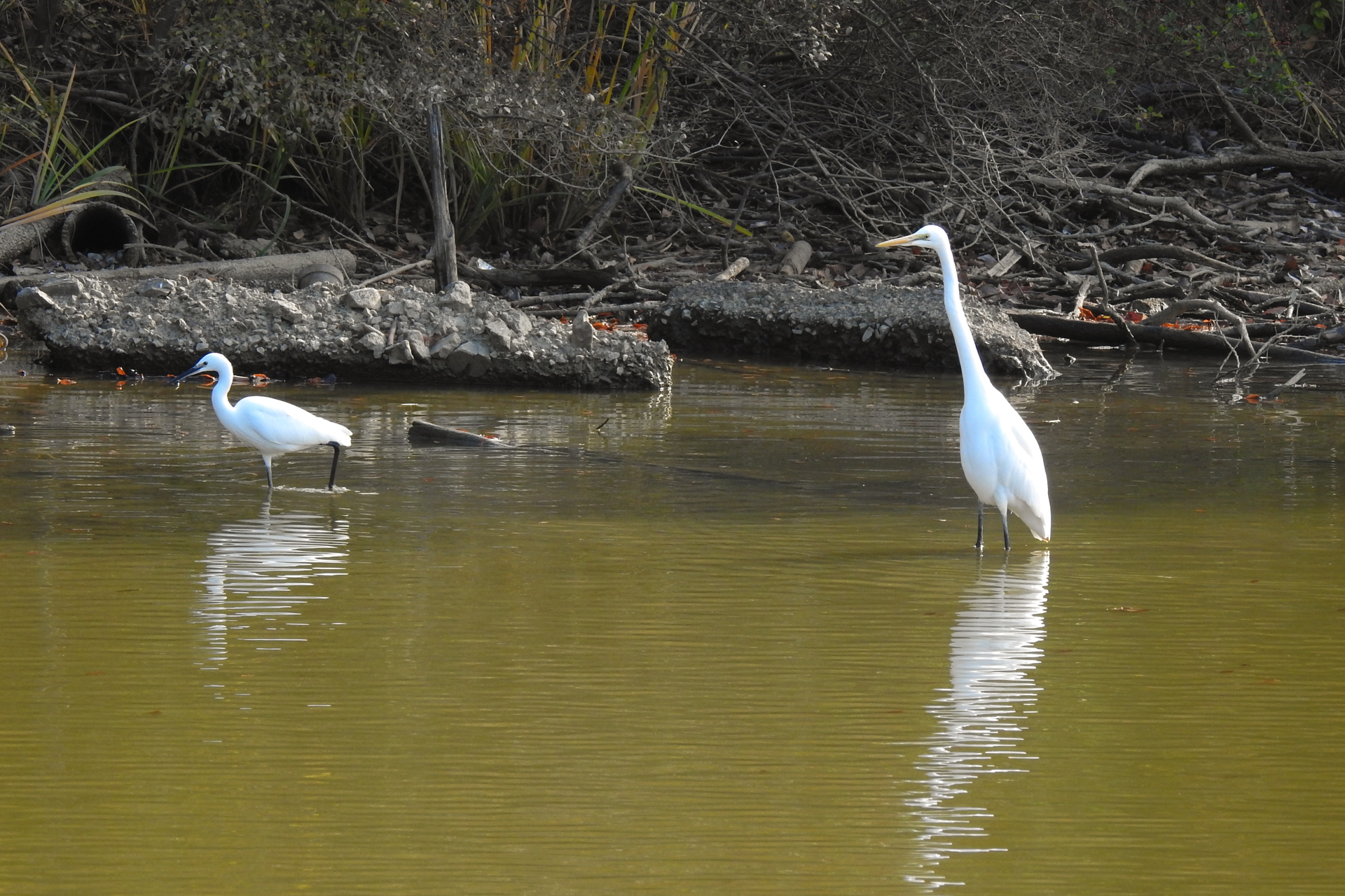 f:id:qayap:20191215224021j:plain