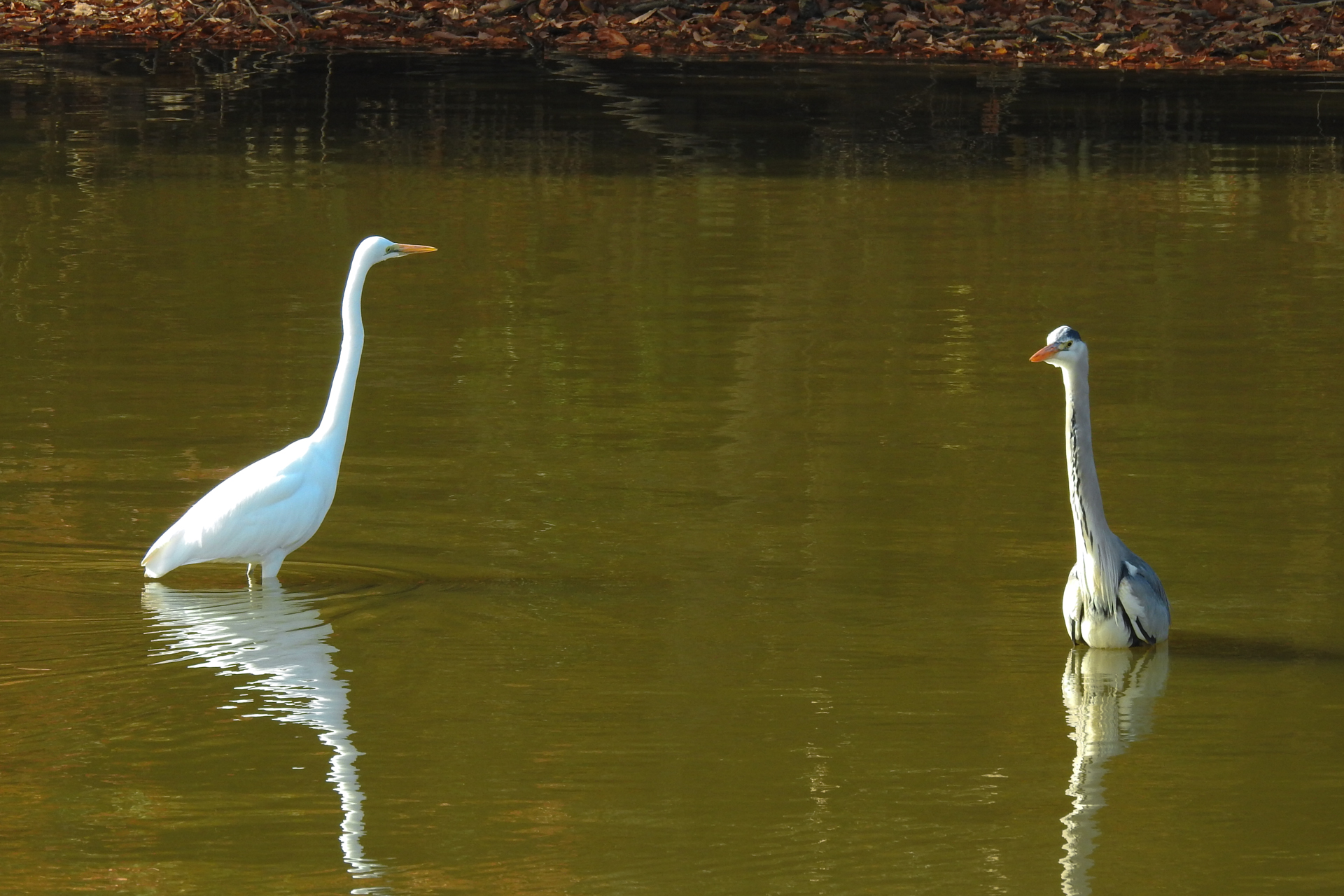 f:id:qayap:20191215224037j:plain