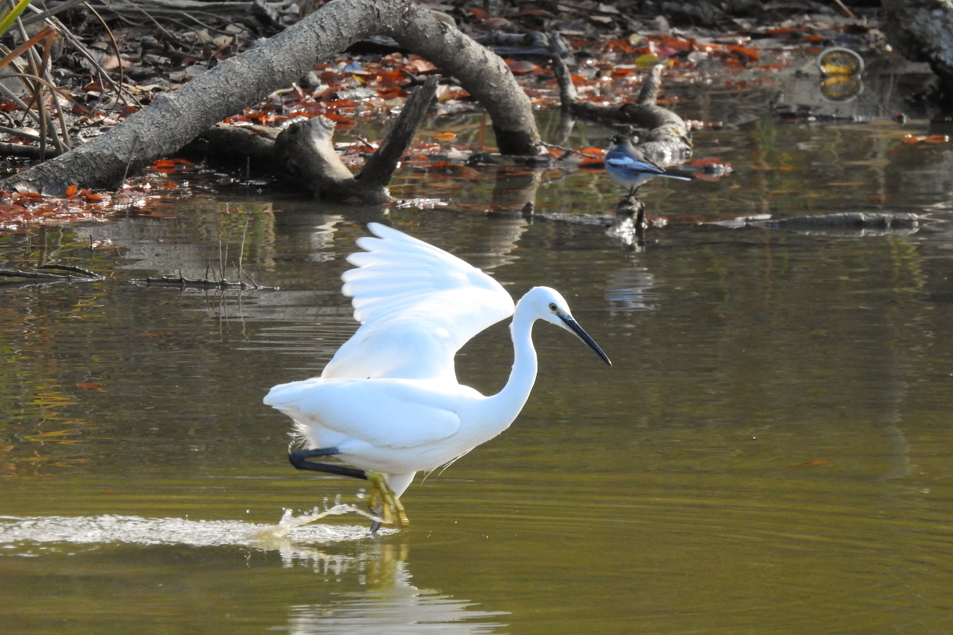 f:id:qayap:20191215224137j:plain