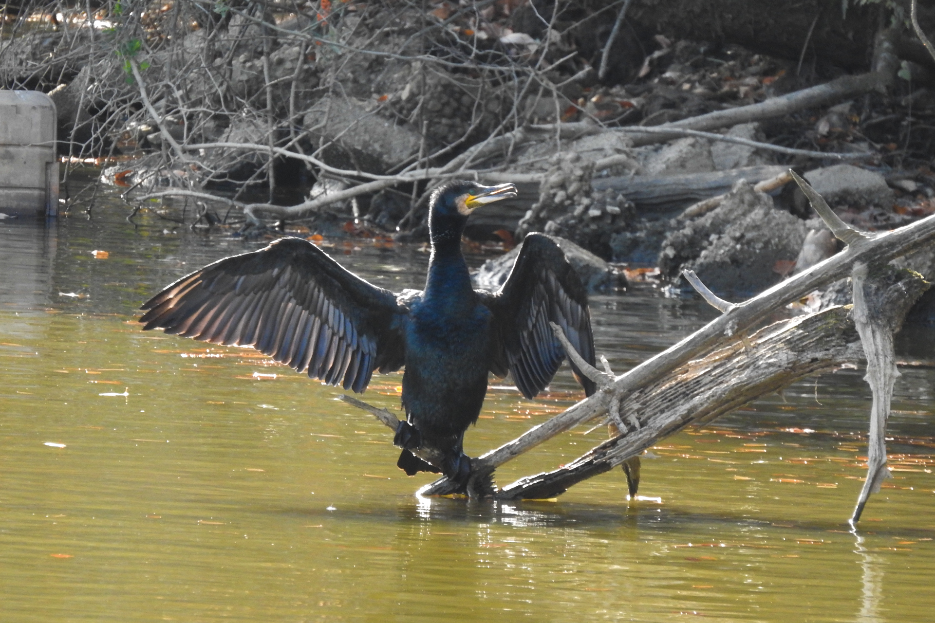 f:id:qayap:20191215224310j:plain