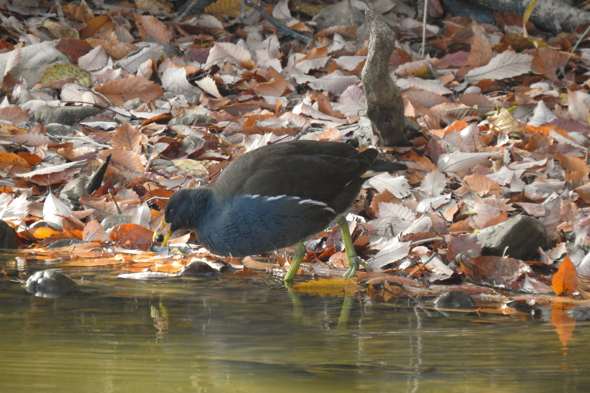 f:id:qayap:20191215224335j:plain