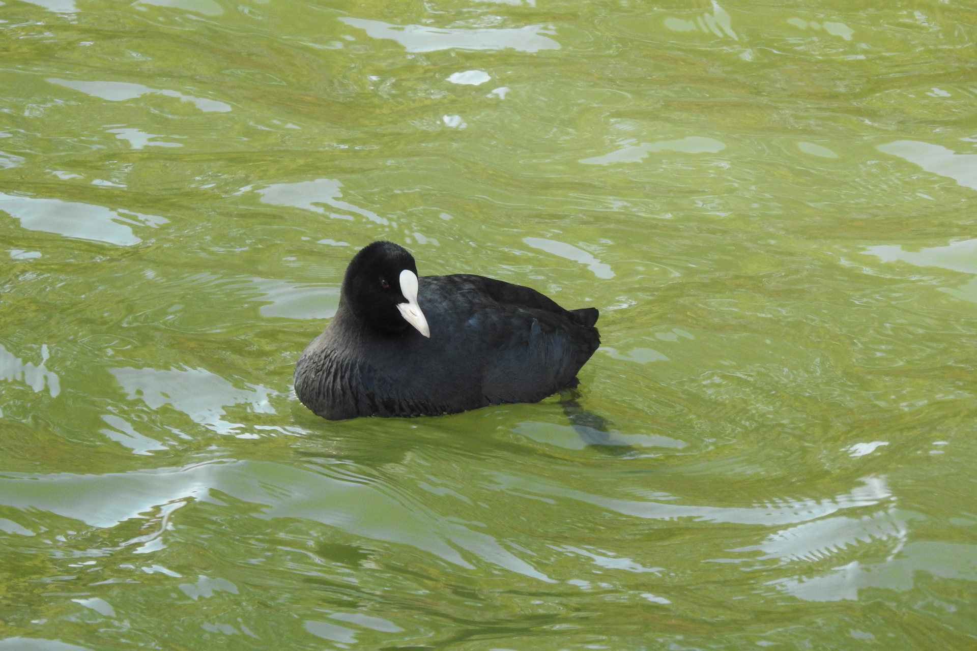 f:id:qayap:20191215224537j:plain