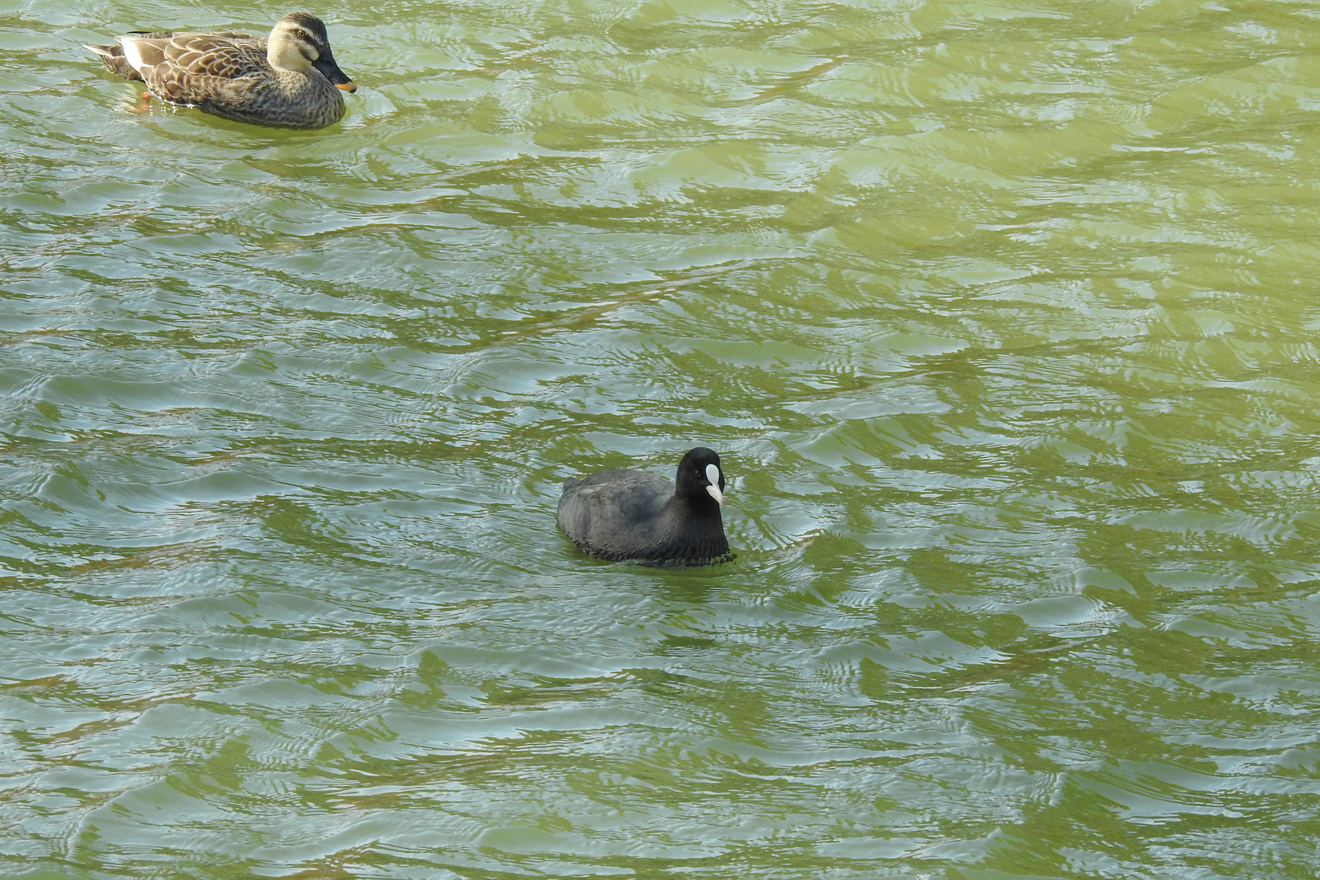 f:id:qayap:20191215224652j:plain