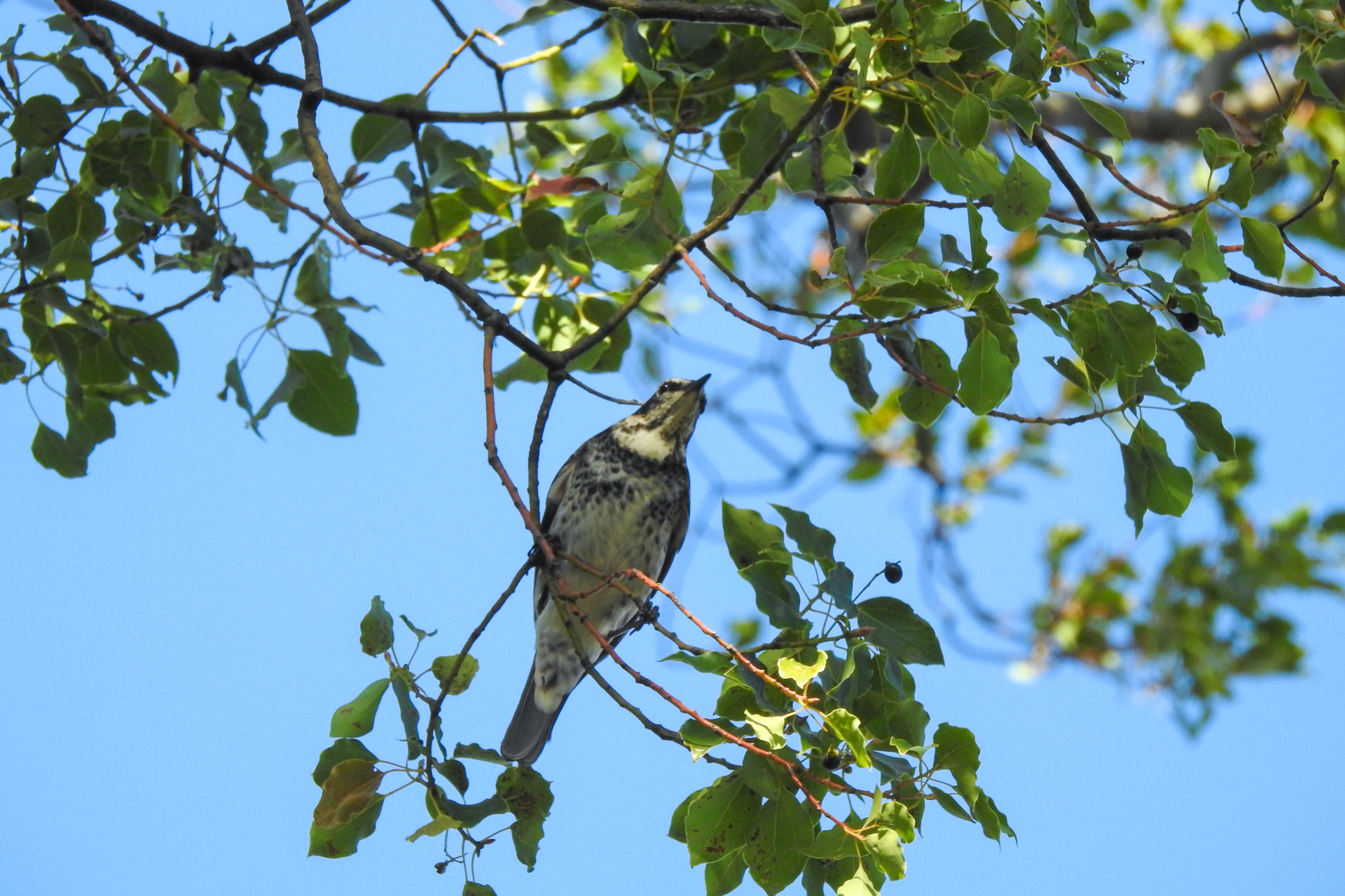 f:id:qayap:20191215224814j:plain