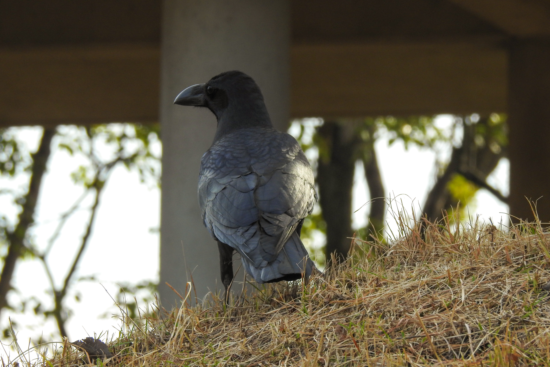 f:id:qayap:20191215224838j:plain