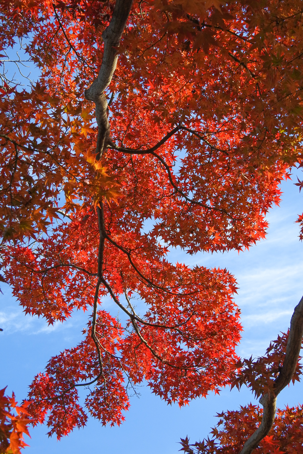 f:id:qayap:20191215224943j:plain