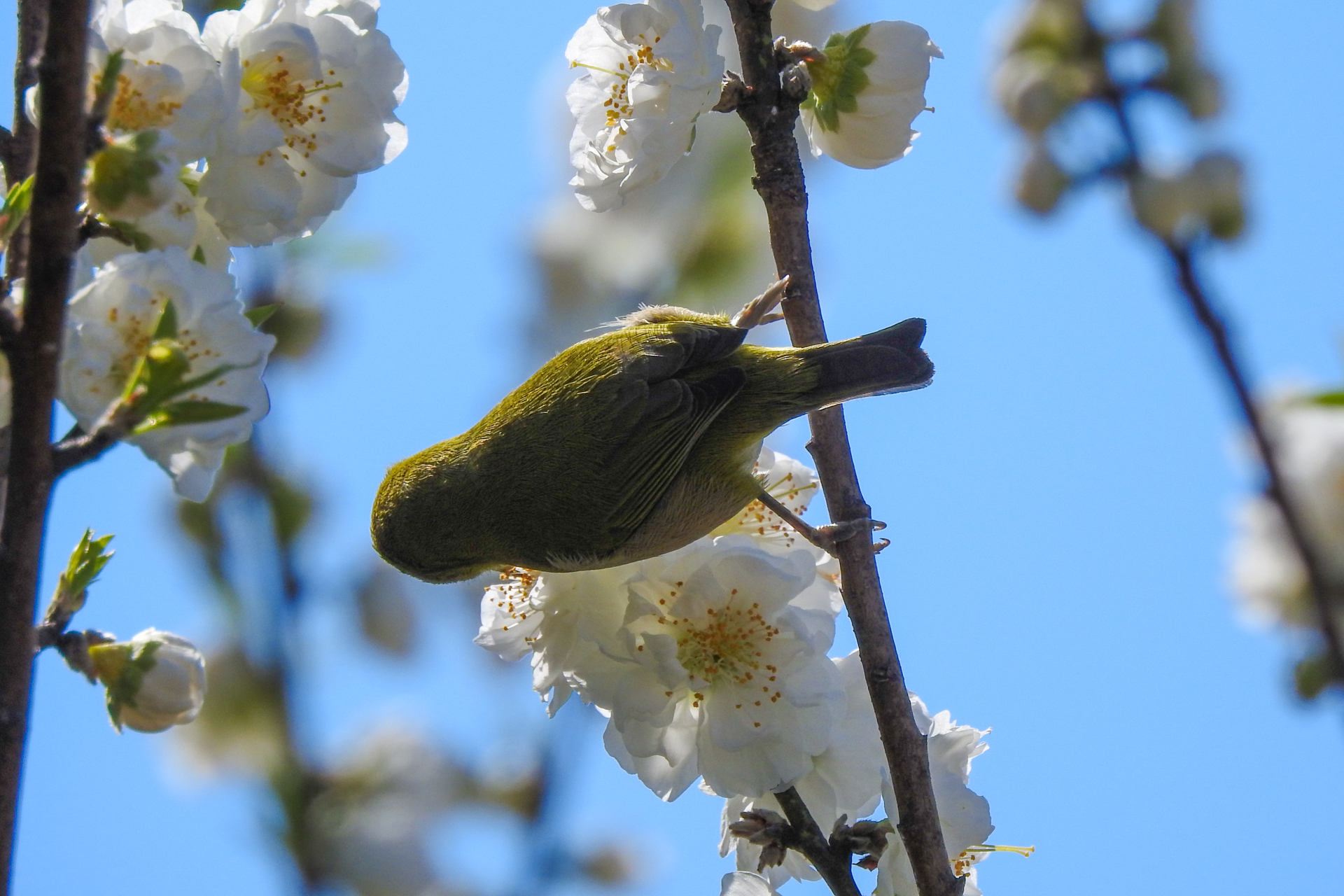 f:id:qayap:20200315225834j:plain