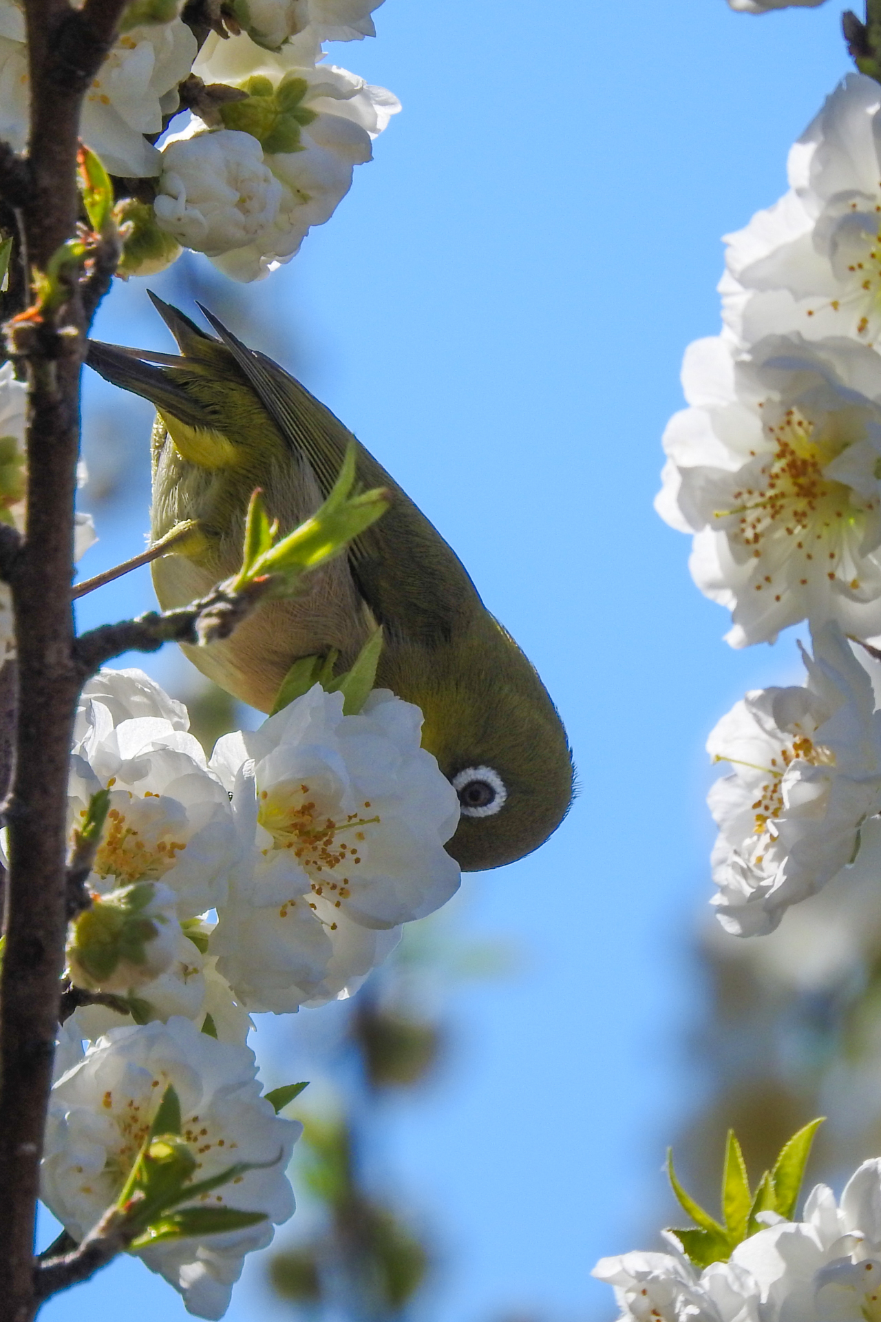 f:id:qayap:20200315225919j:plain