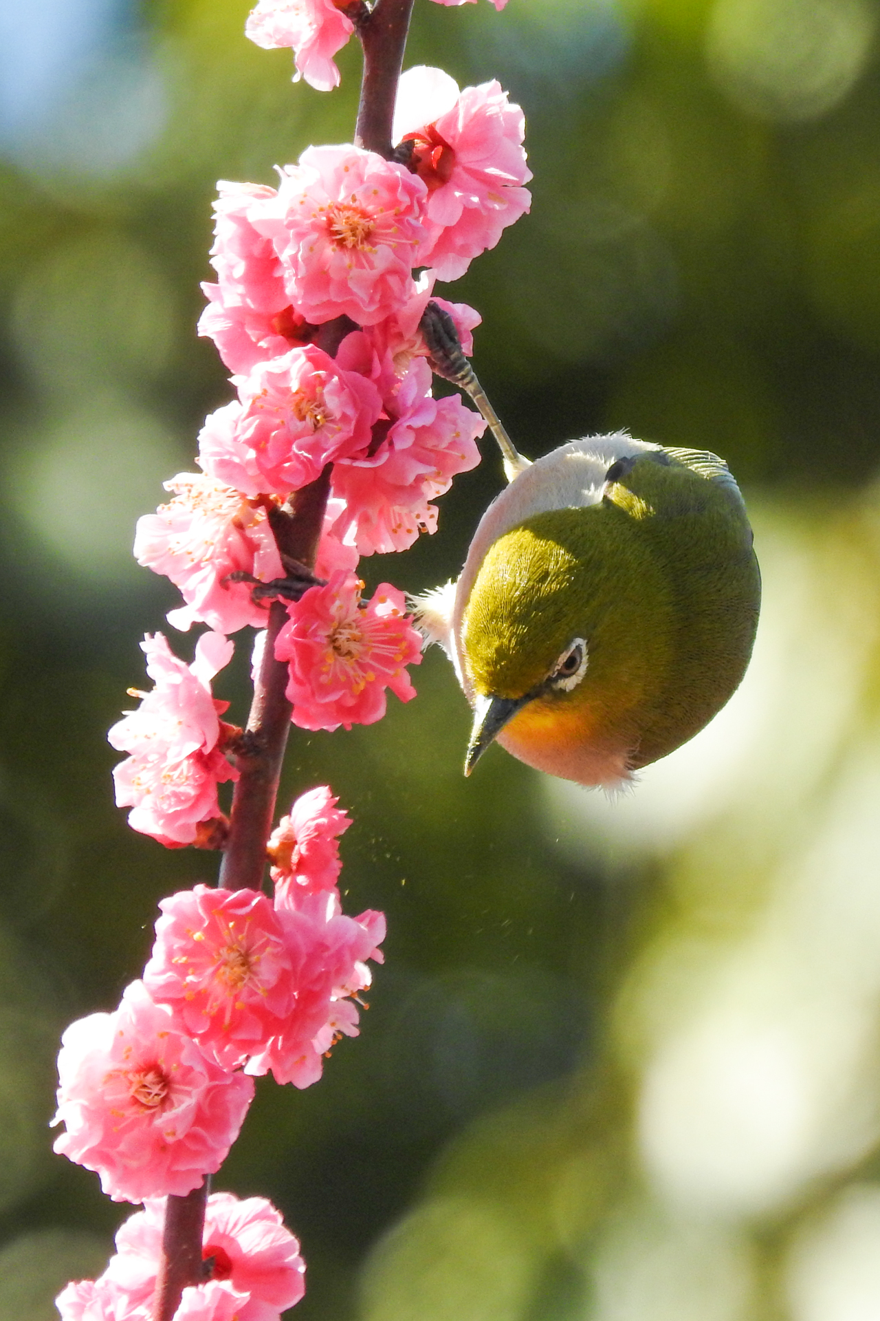 f:id:qayap:20200315231319j:plain